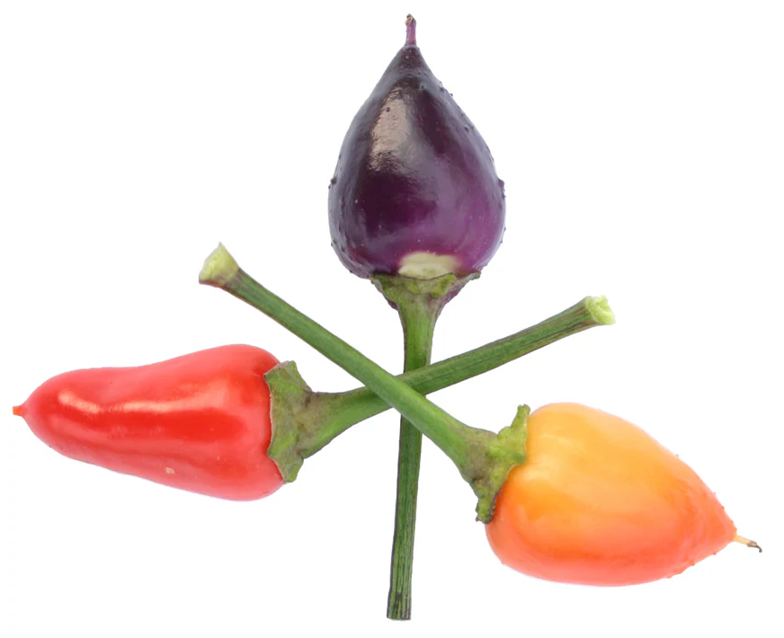 Peruvian Purple Chilli Seeds - Image 3