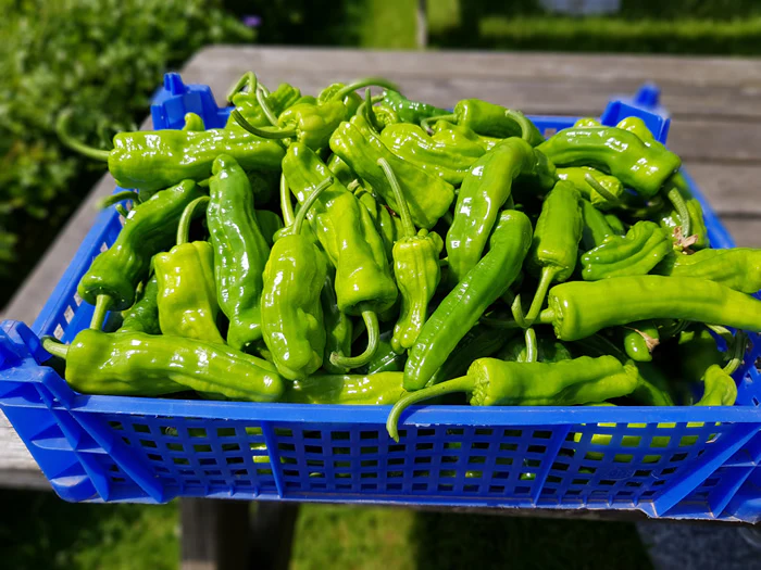 Pimiento de Padron 1 Litre Pot Plant - Pre-Order Now! - Image 3