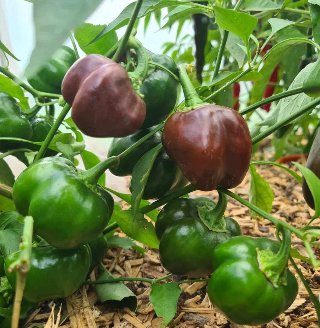 Mini Choc Bell Pepper 1 Litre Pot Plant - Image 2