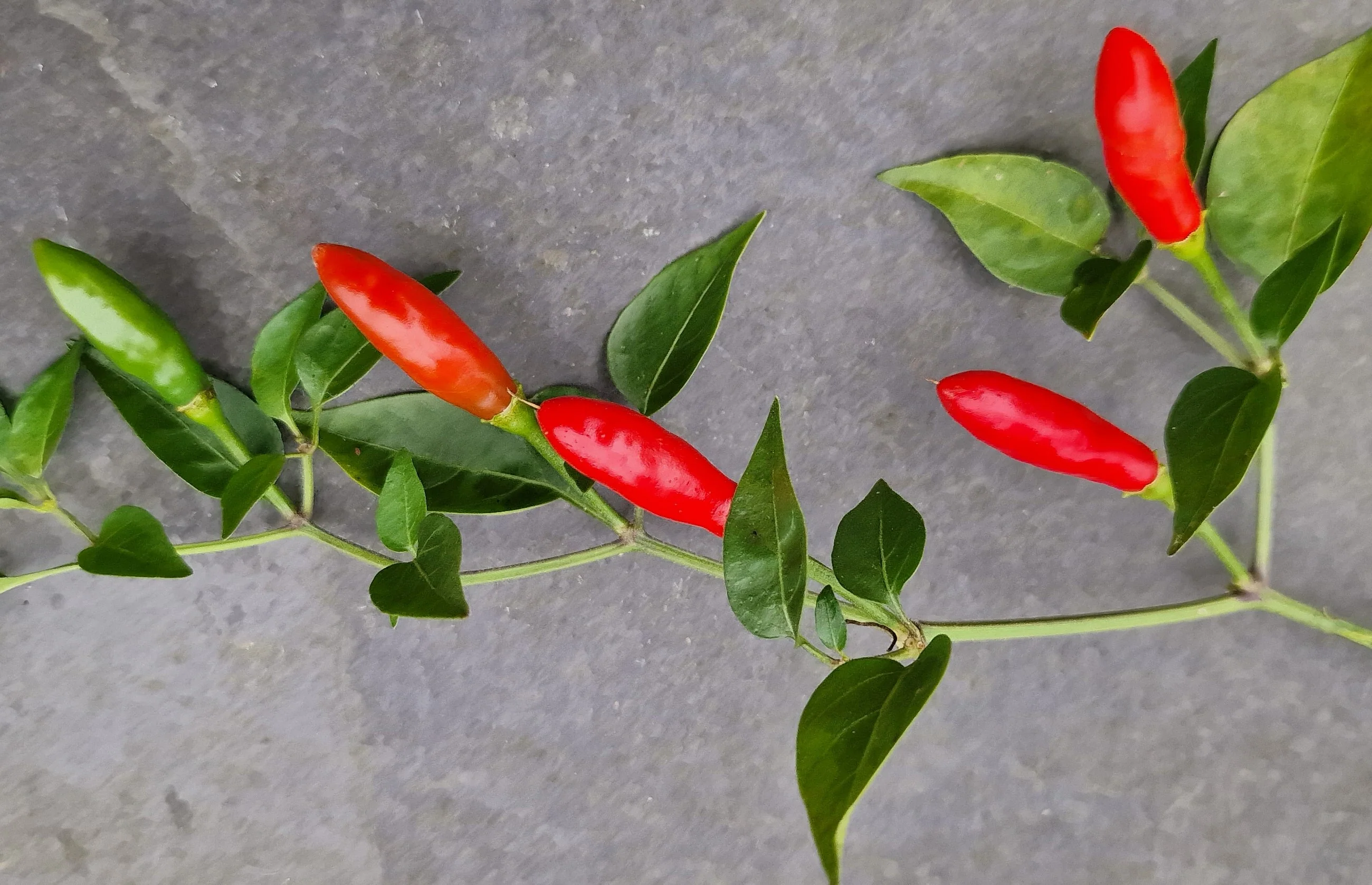 Piri Piri Chilli Seeds - Image 2