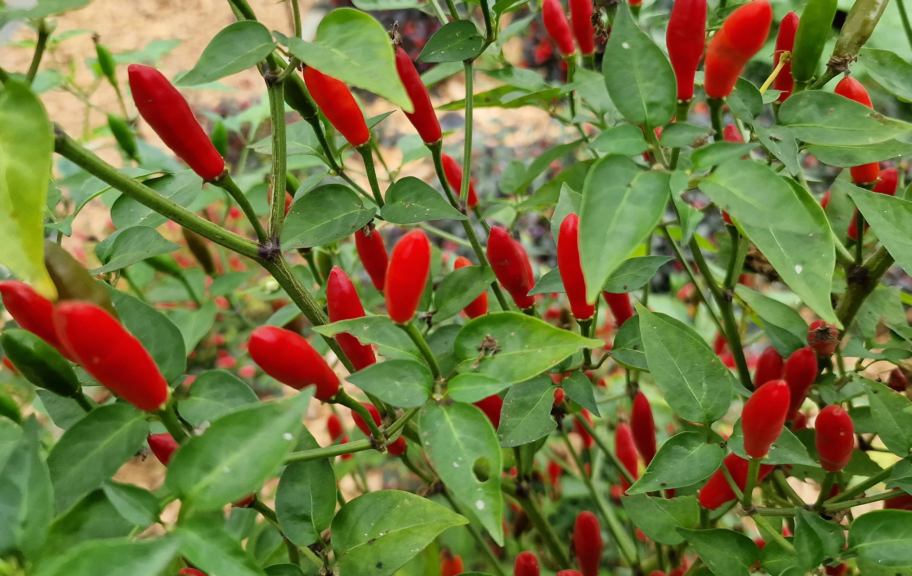 Piri Piri Sauce - Image 3