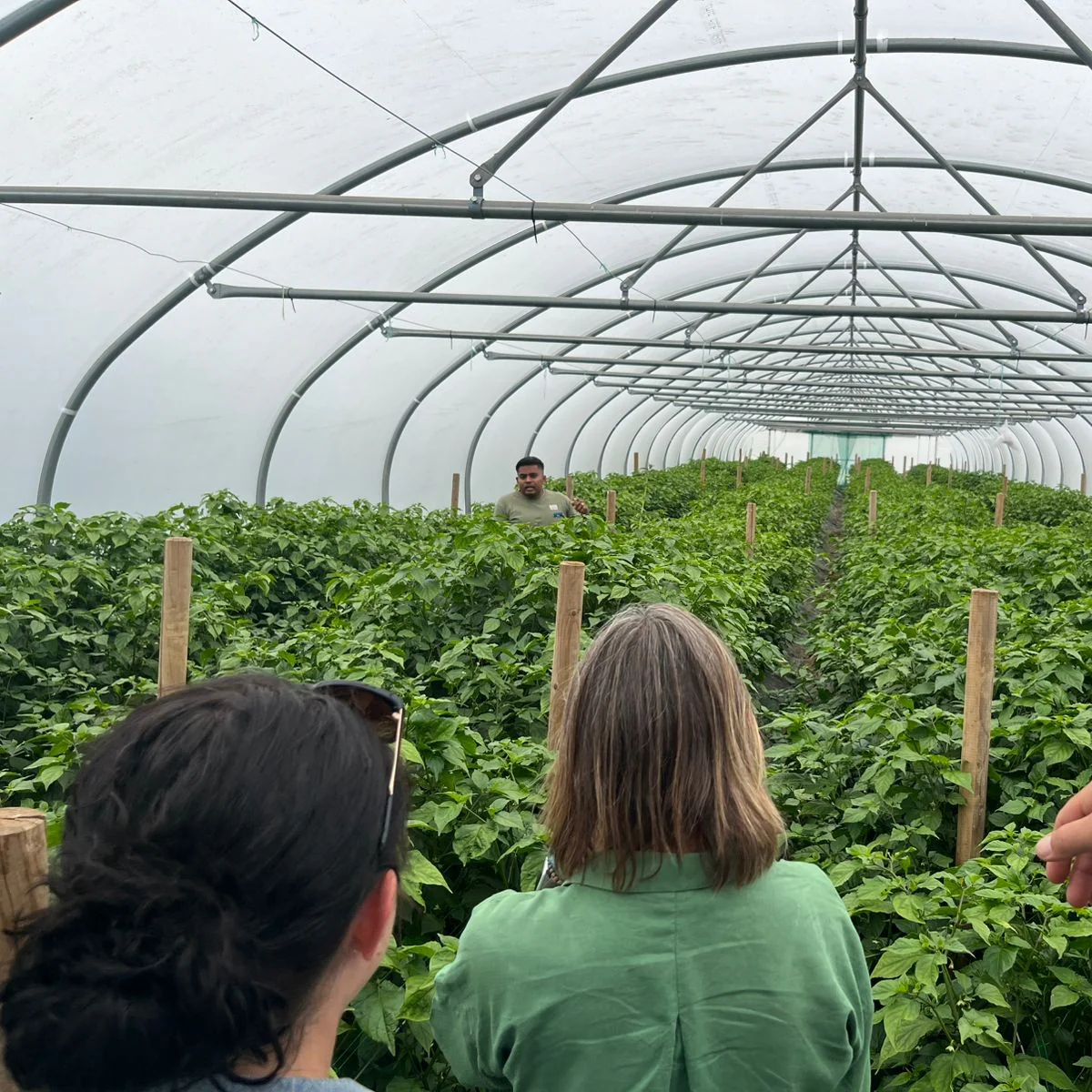 Private Tour of the Farm with a Chilli Expert - Image 3