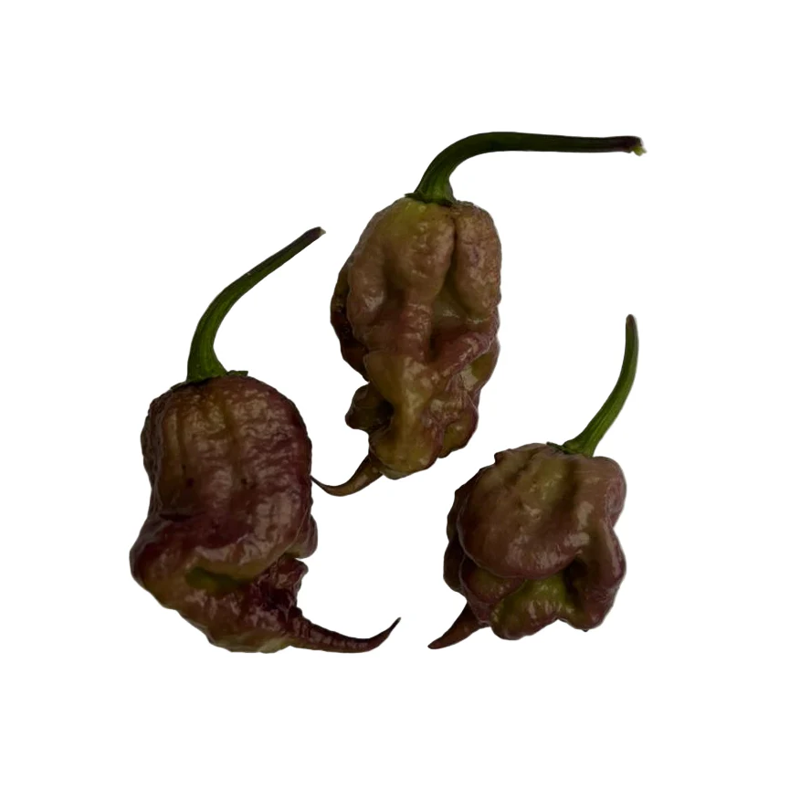 Purple Death Chilli Seeds - Image 2