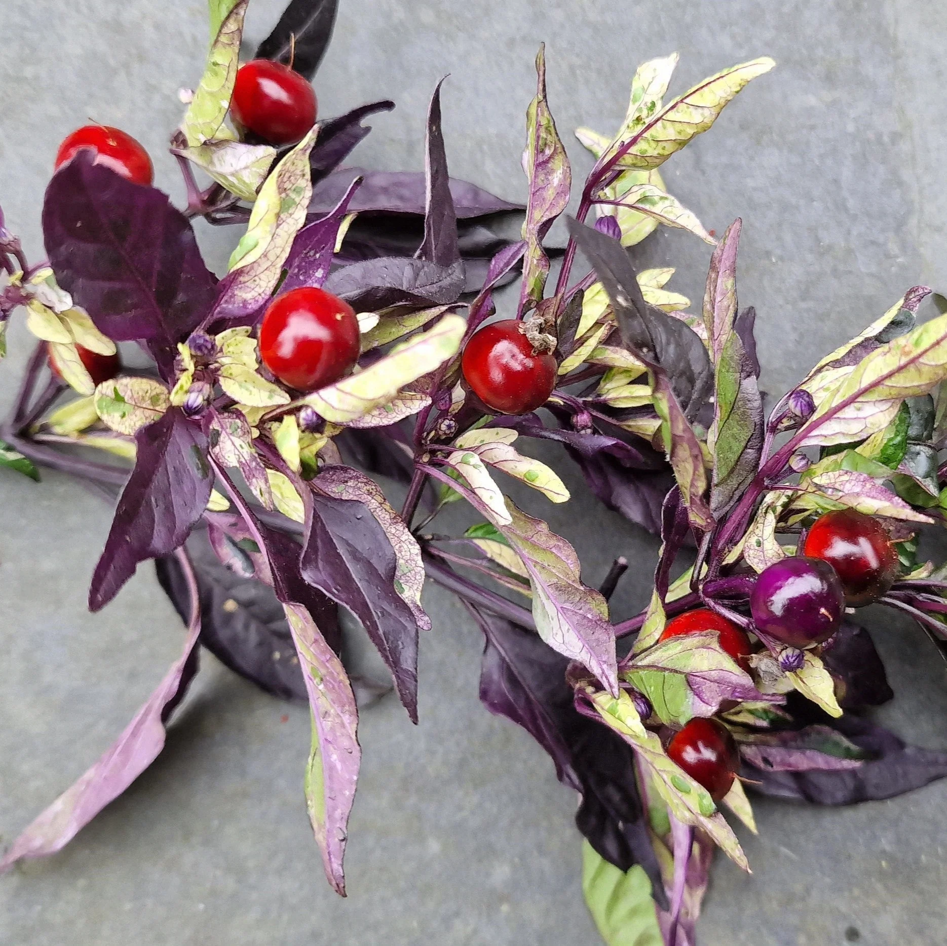 Purple Flash 1 Litre Pot Plant - Image 3