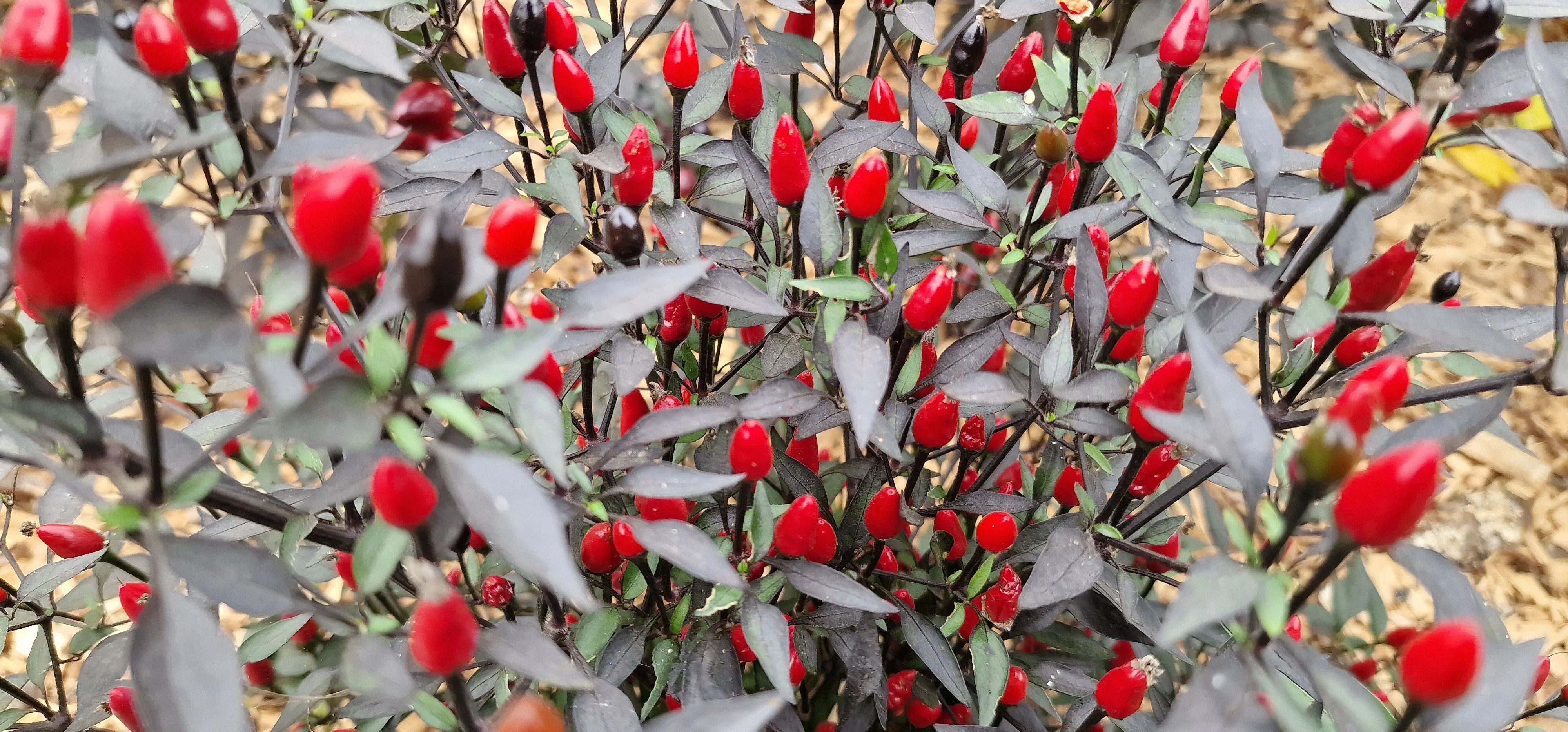 Purple Princess Chilli Seeds - Image 2