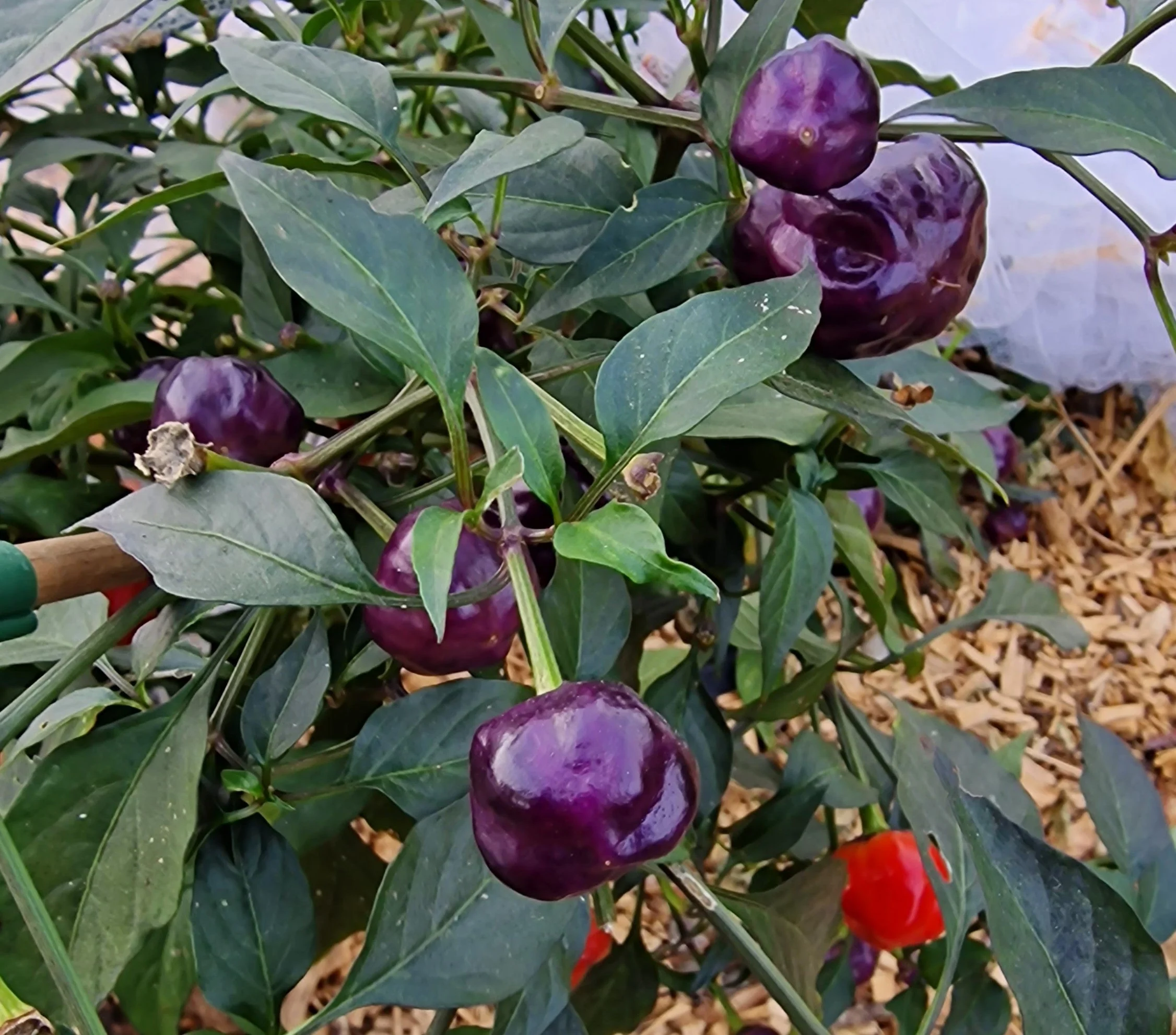 Purple Pumpkin 1 Litre Pot Plant - Image 2
