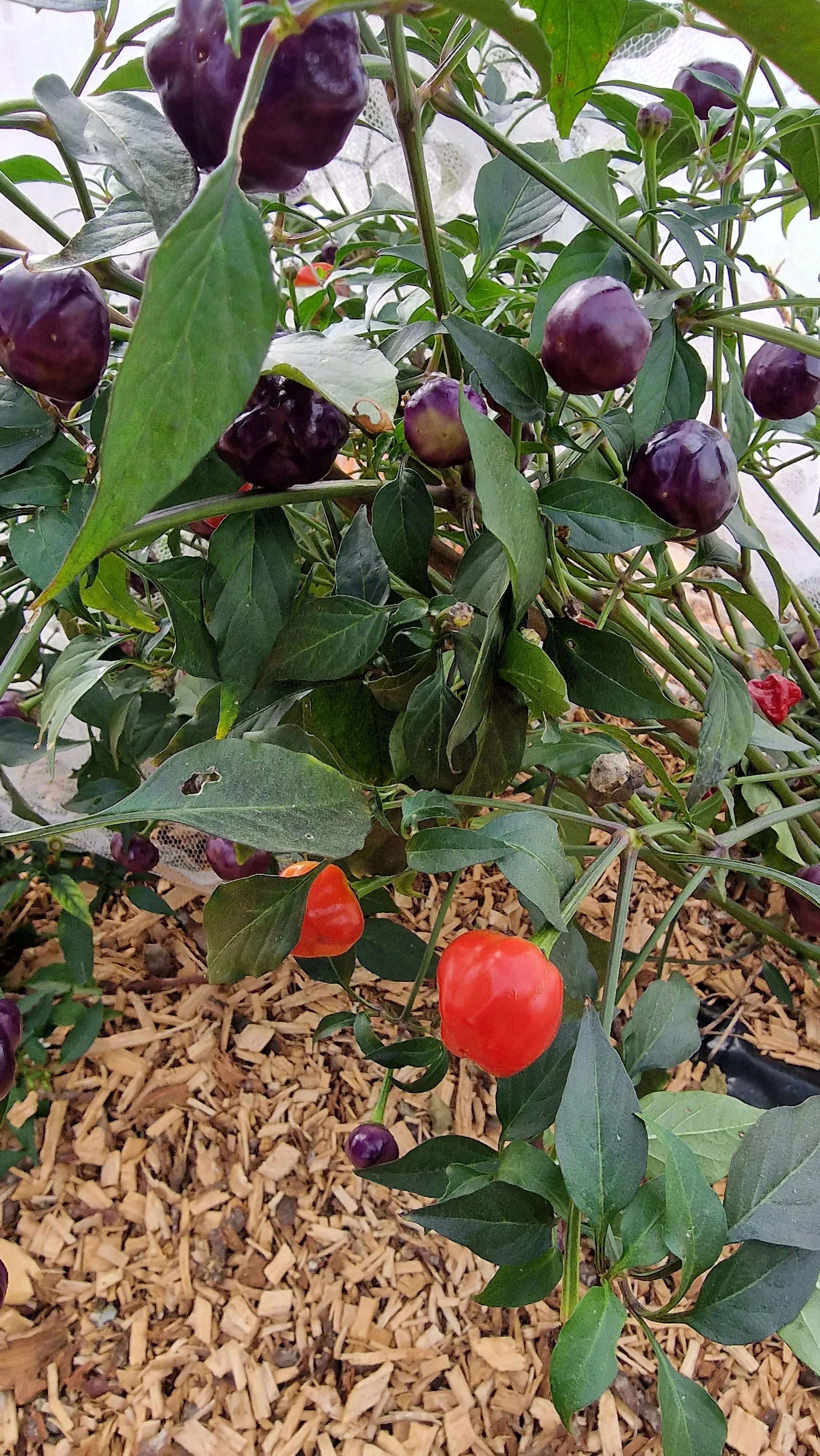 Purple Pumpkin 1 Litre Pot Plant - Image 3