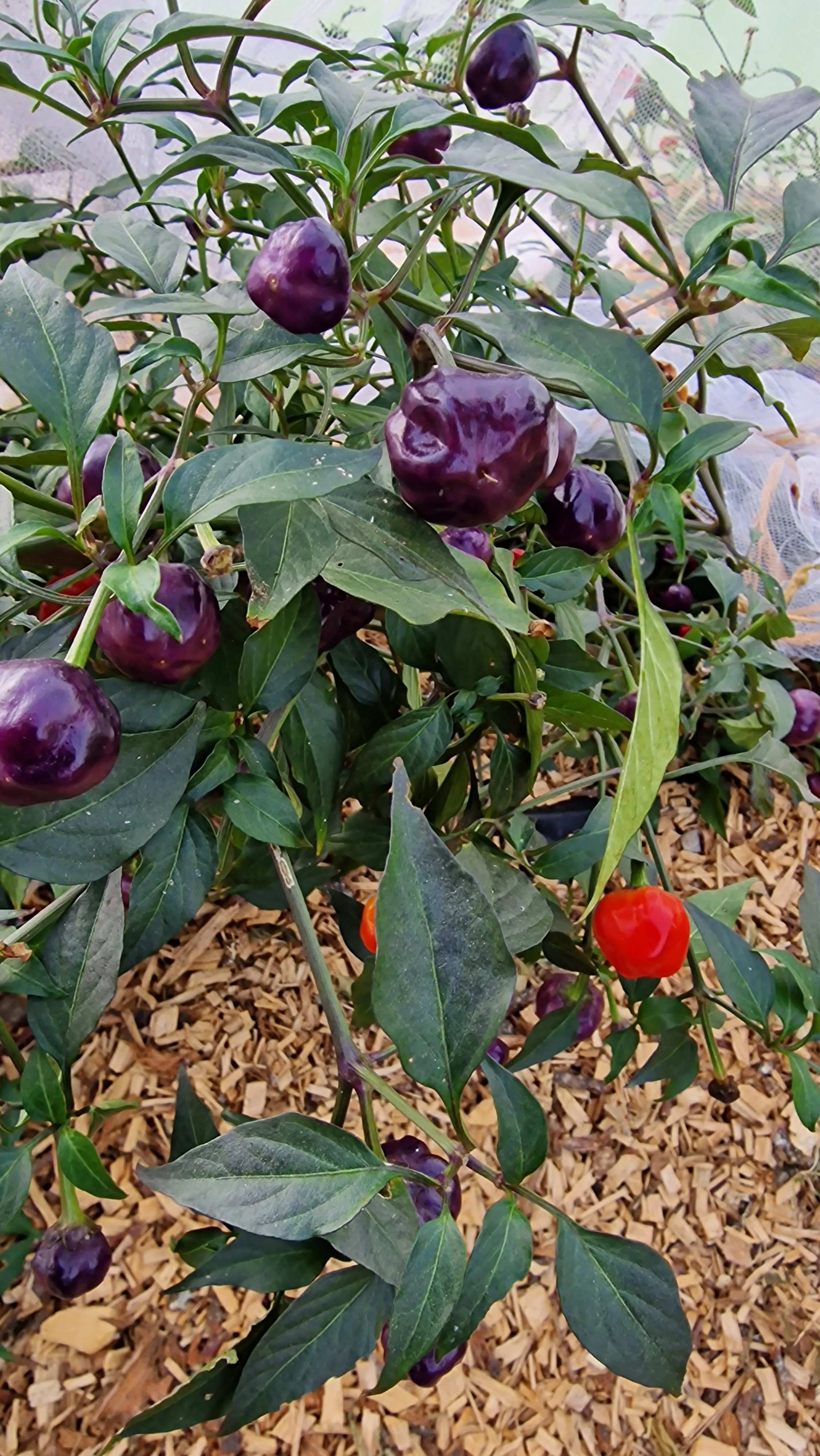 Purple Pumpkin Chilli Seeds - Image 2