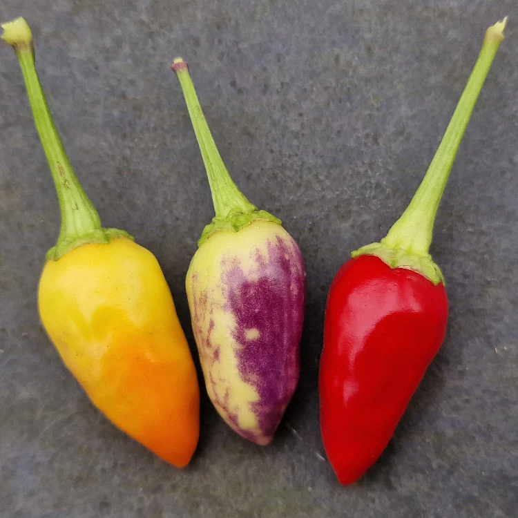 Razzamatazz Chilli Seeds - Image 2