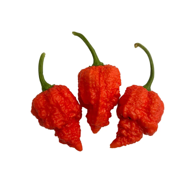 RB003 Chilli Seeds - Image 2