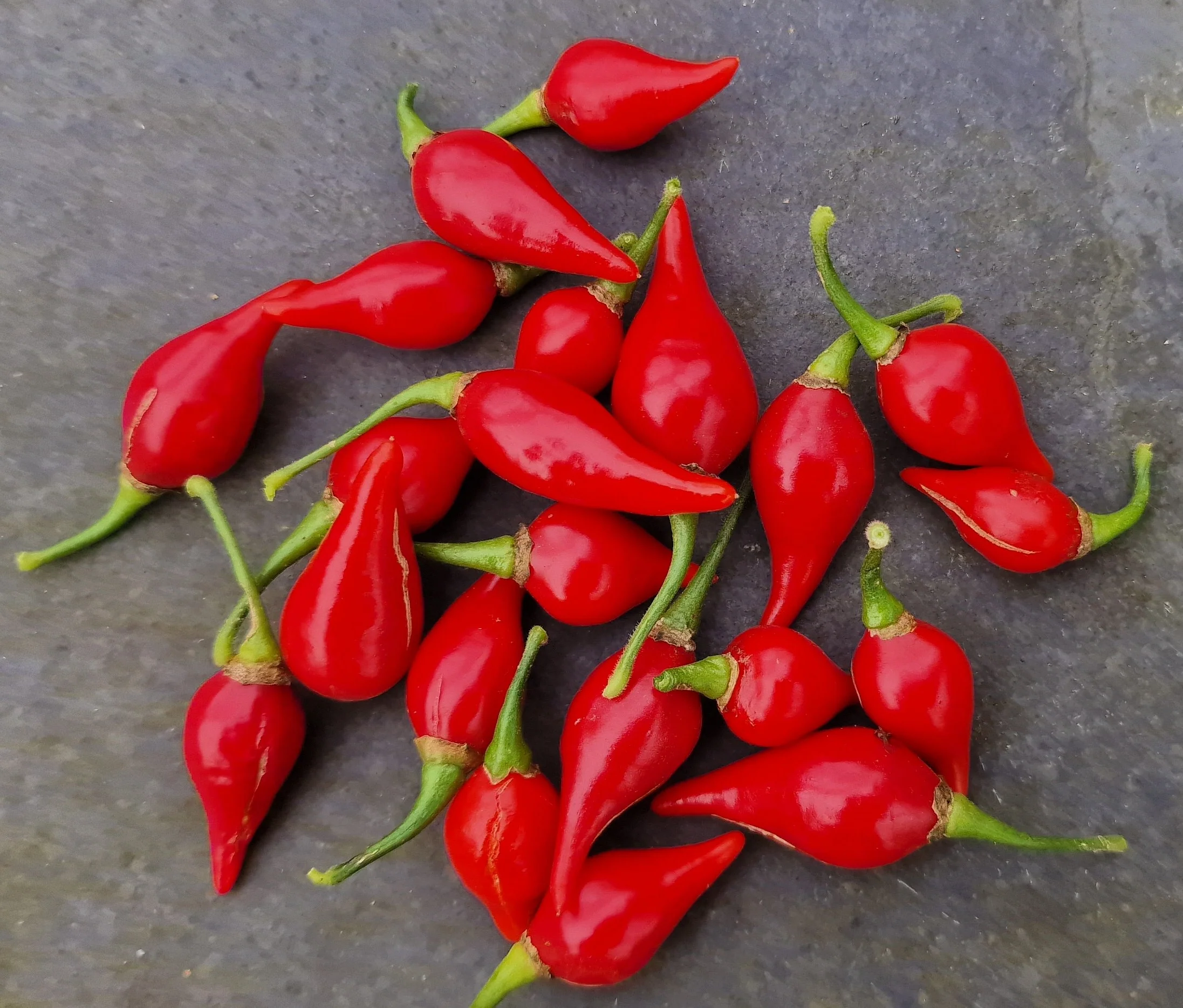 Red Biquinho 1 Litre Pot Plant - Image 3
