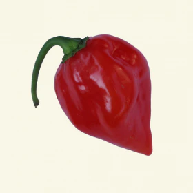 Red Habanero Chilli Seeds - Image 2