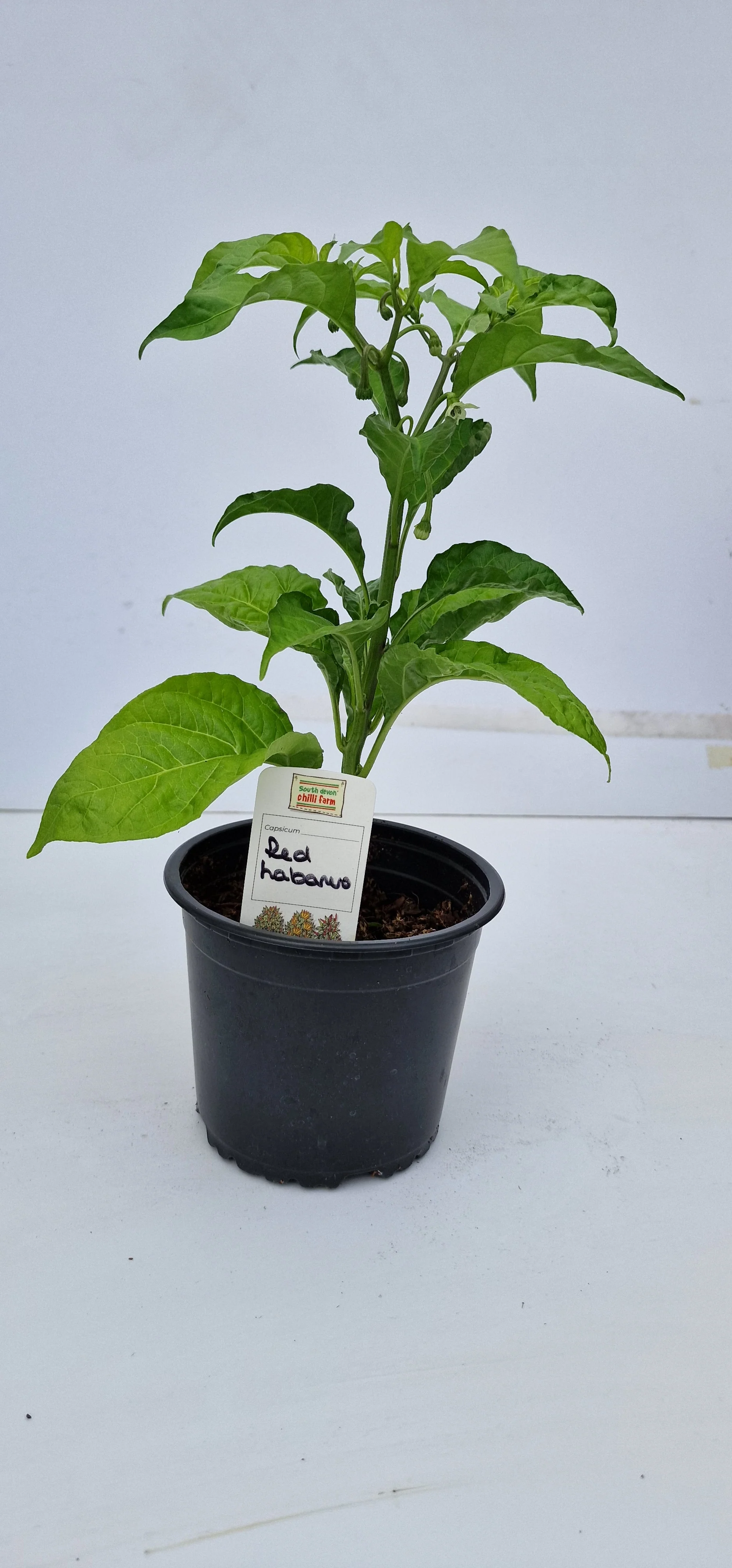 Red Habanero 1 Litre Pot Plant - Pre-Order Now! - Image 2