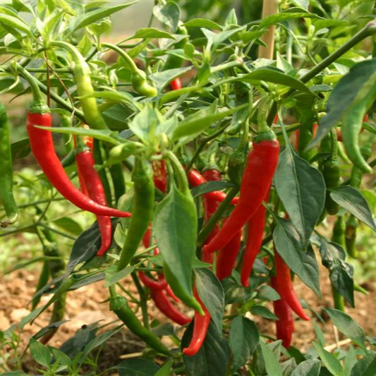 Ring of Fire 1 Litre Pot Plant - Image 2
