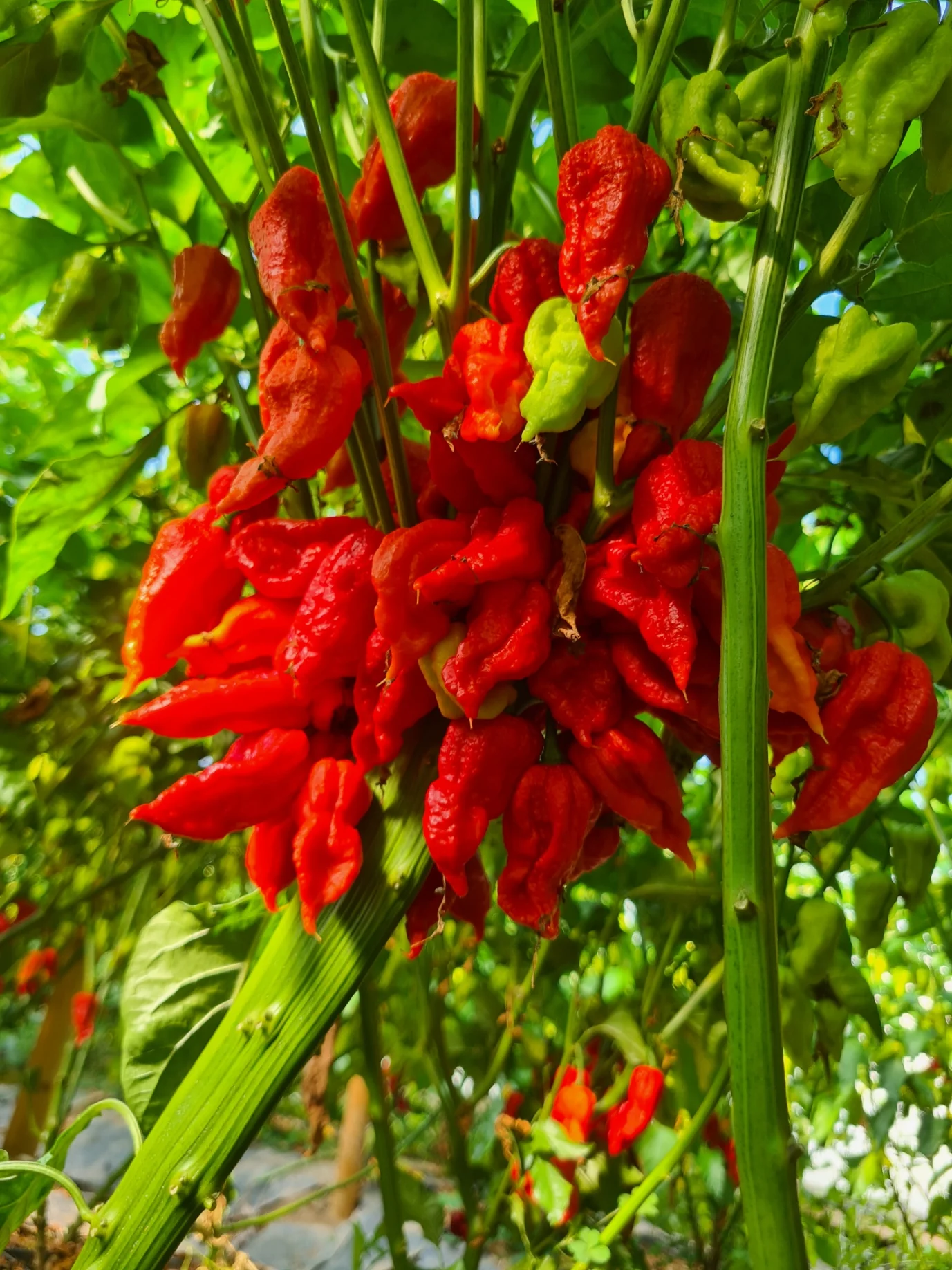 Scorpion Chilli Sauce - Image 3