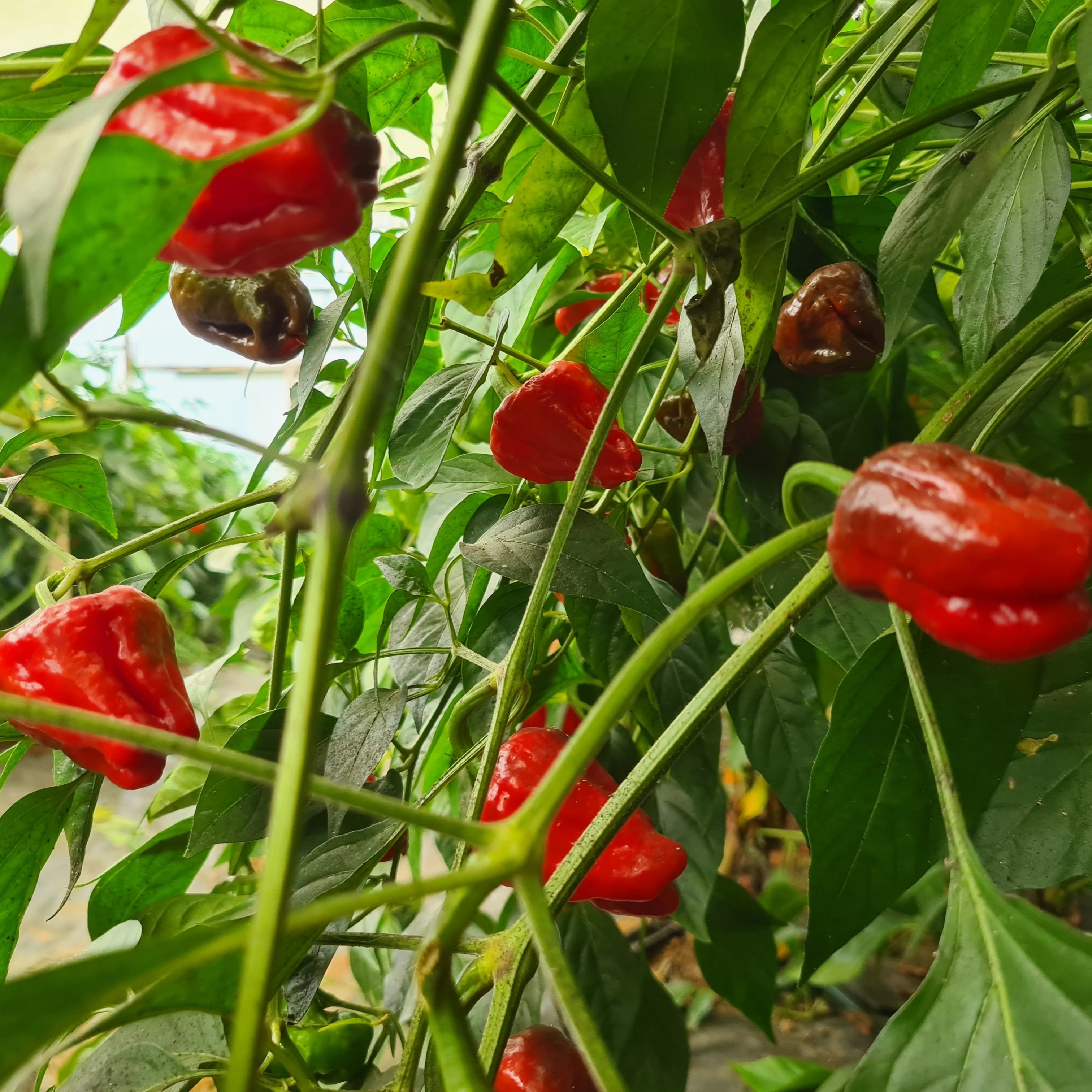 Scotch Bonnet 1 Litre Pot Plant - Image 3