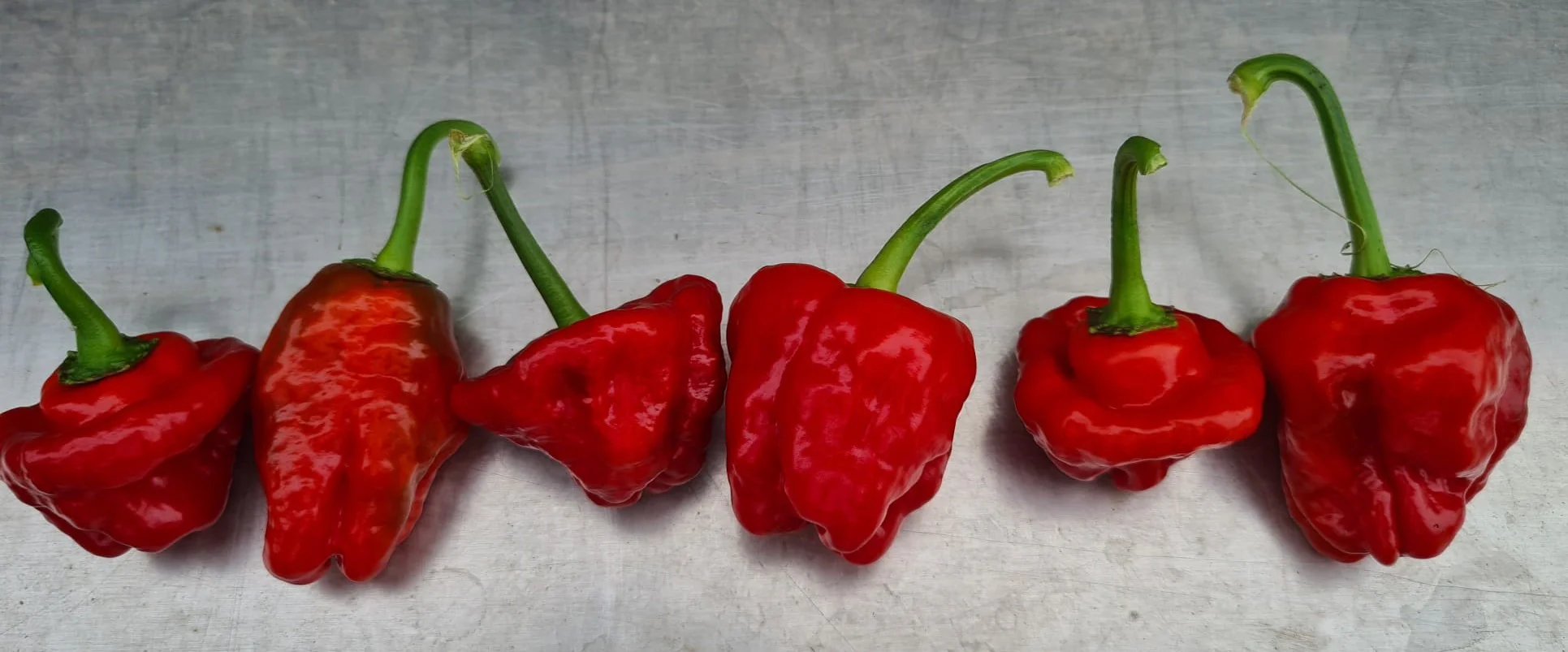 Scotch Bonnet 1 Litre Pot Plant - Pre-Order Now! - Image 3