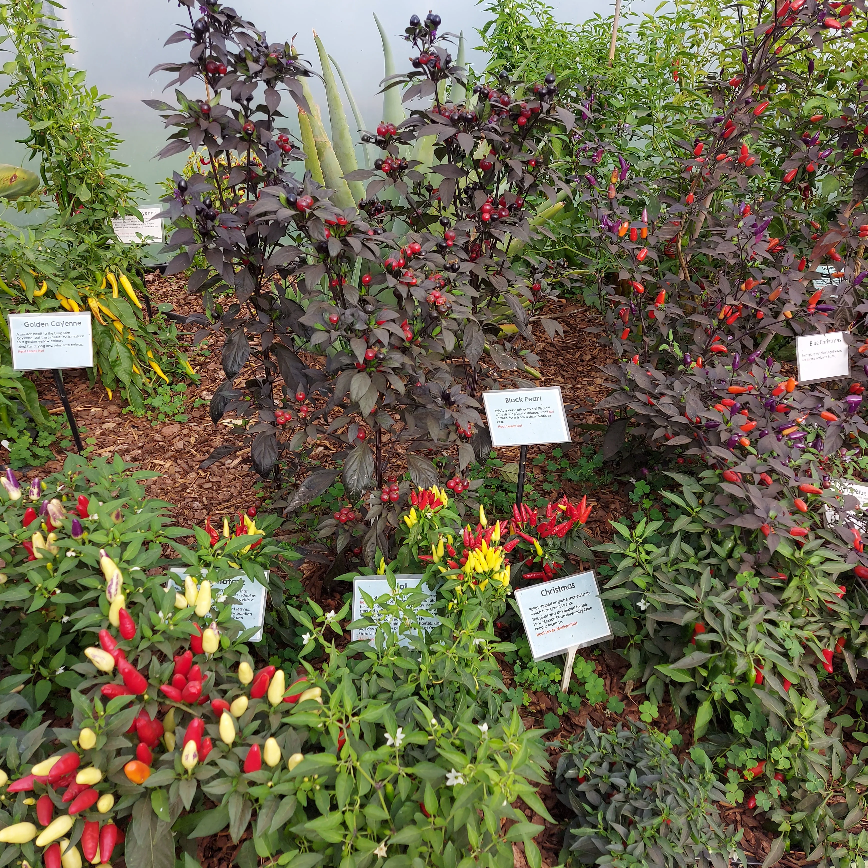 SDCF Show Tunnel Chilli Seed Mix 1 (0-50,000 SHUs) - Image 3