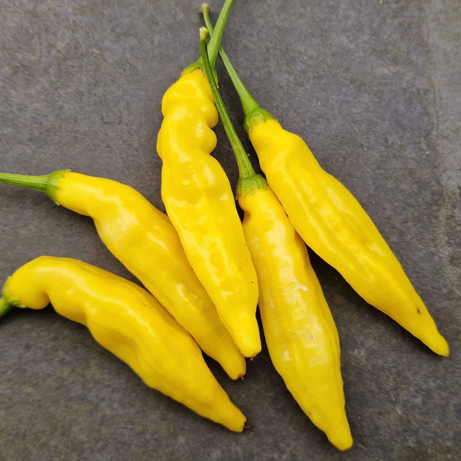 Aji Limon 1 Litre Pot Plant - Image 2