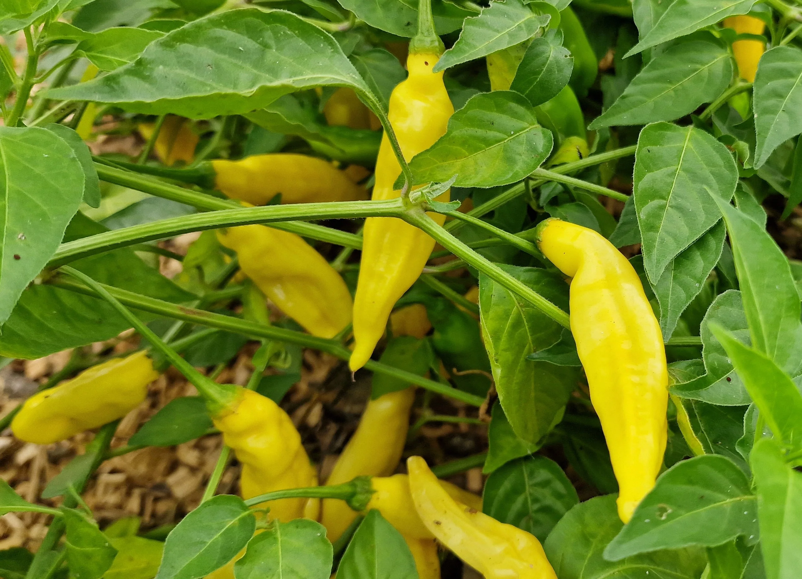 Dried Aji Limon Chillies (Home Grown) - Image 3