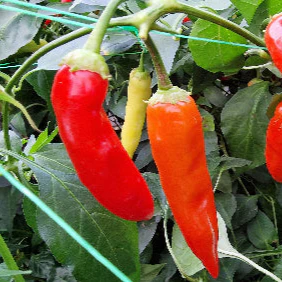 Aji Red 1 Litre Pot Plant - Pre-Order Now! - Image 2