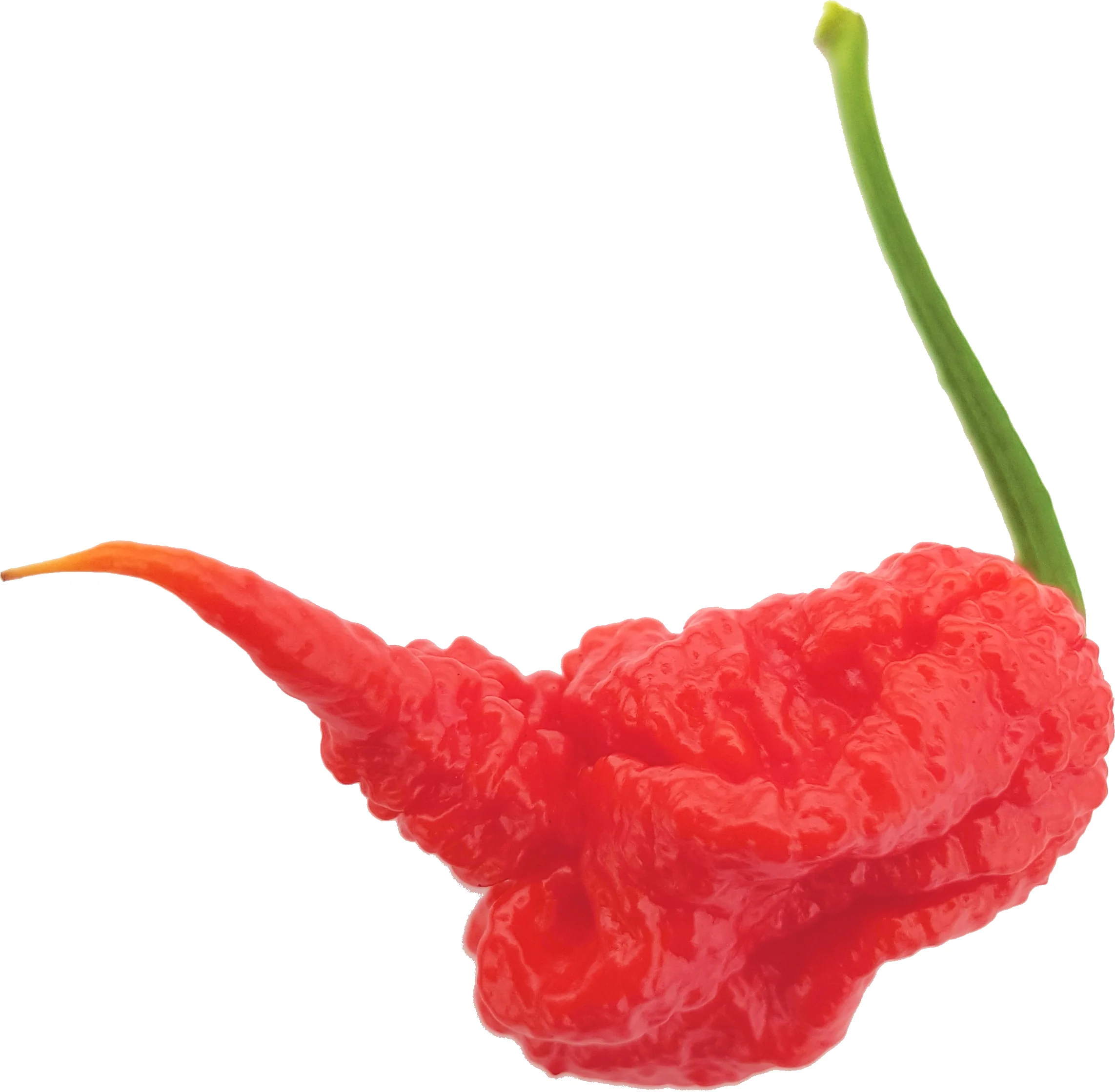 Set of 3 Carolina Reaper Seedlings - Pre-Order Now! - Image 2