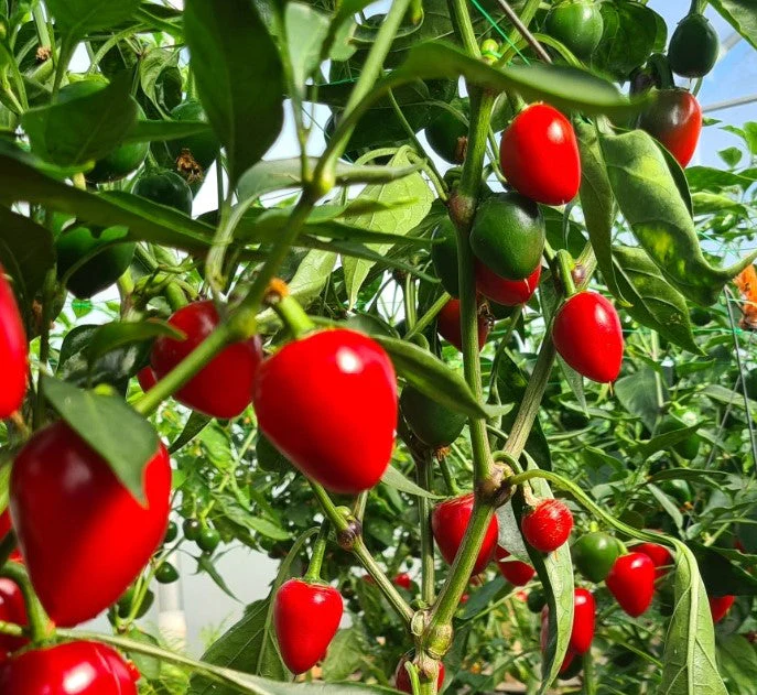 Cherry Bomb 1 Litre Pot Plant - Pre-Order Now! - Image 2