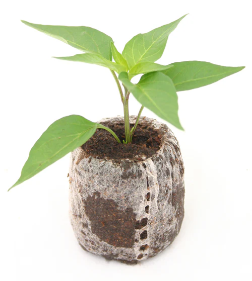 Set of 3 Fatalii Seedlings - Pre-Order Now! - Image 3