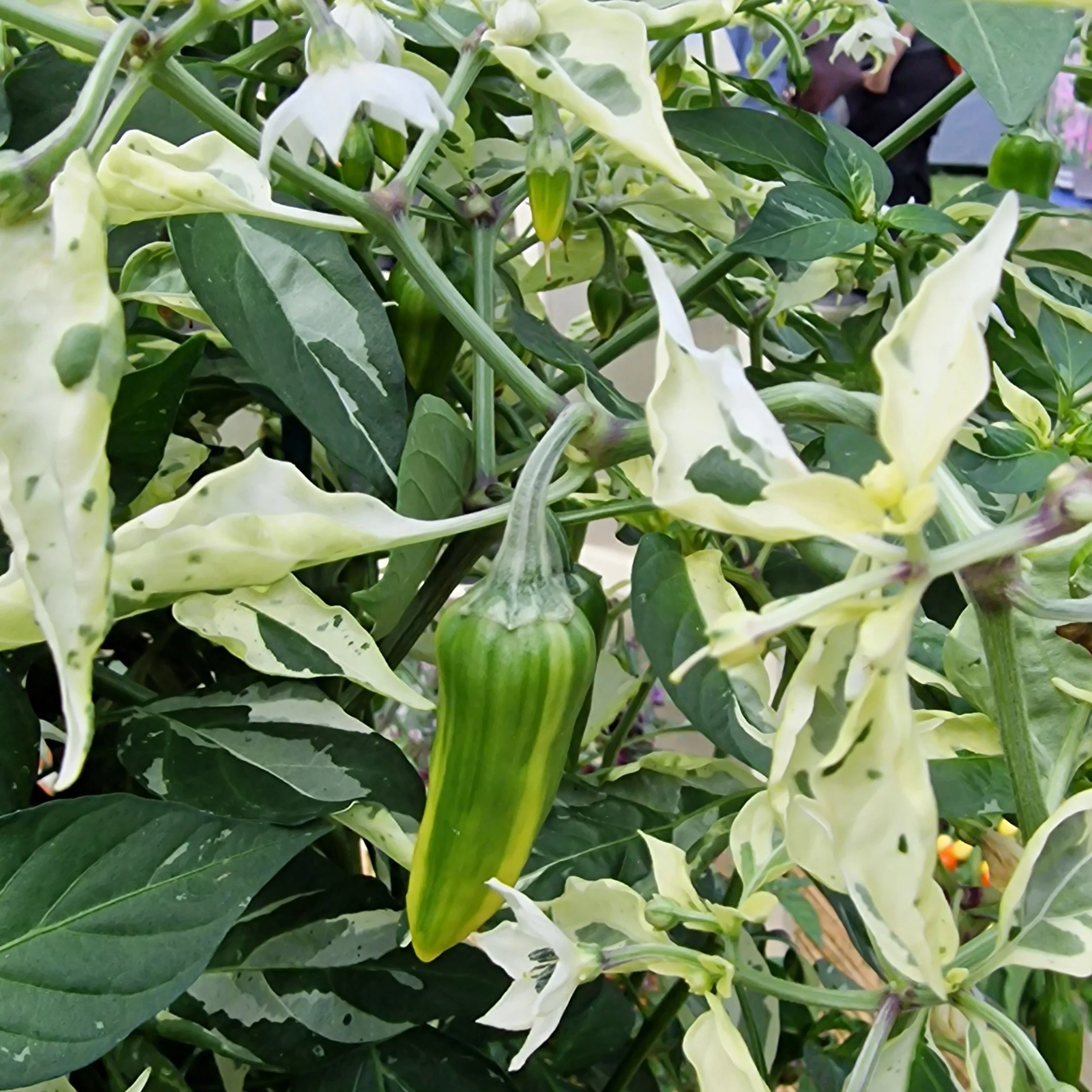 Fish Pepper Chilli Seeds - Image 2