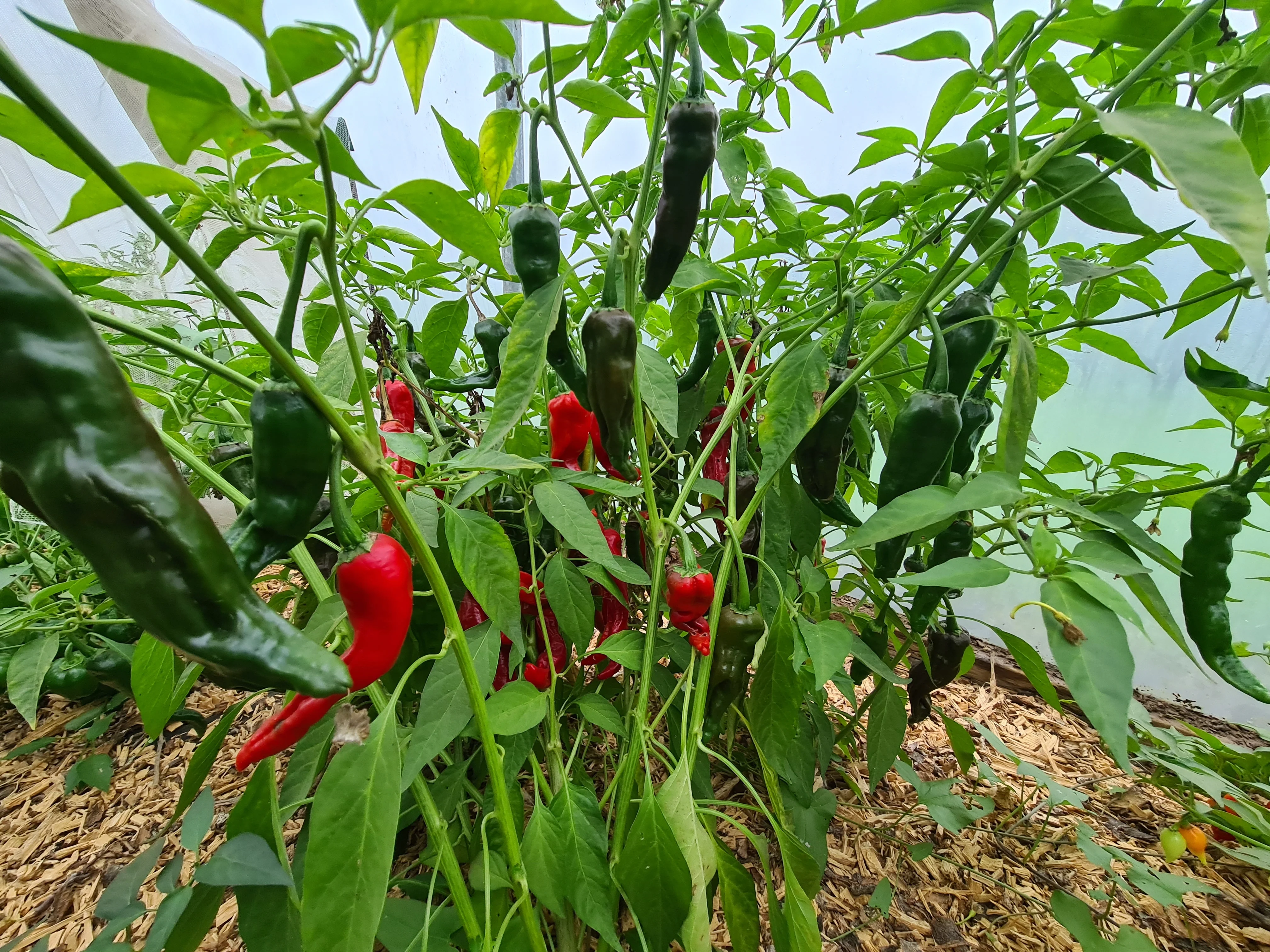 Kashmiri 1 Litre Pot Plant - Pre-Order Now! - Image 3