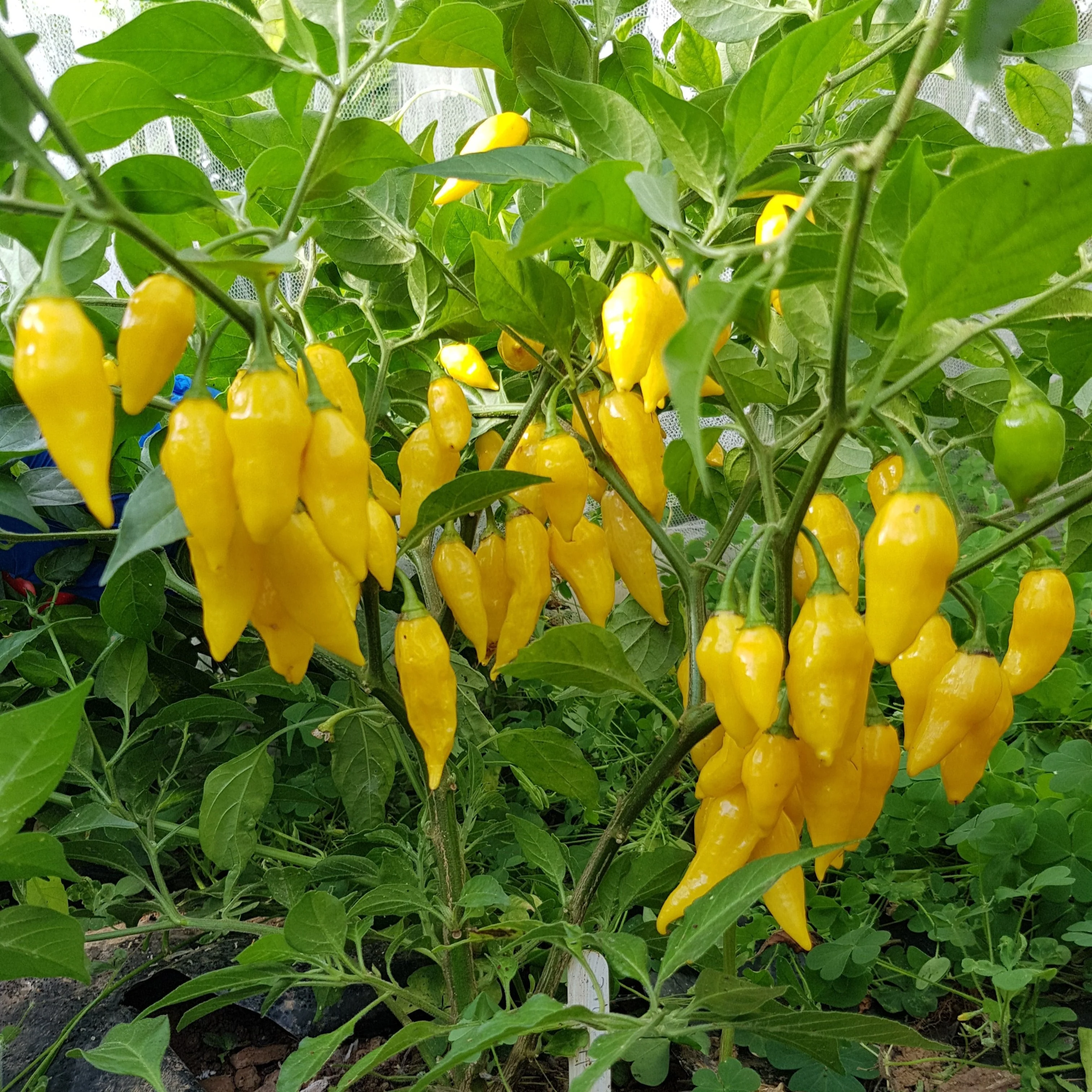 Habanero Trio - PRE ORDER FOR 2026 - Image 3