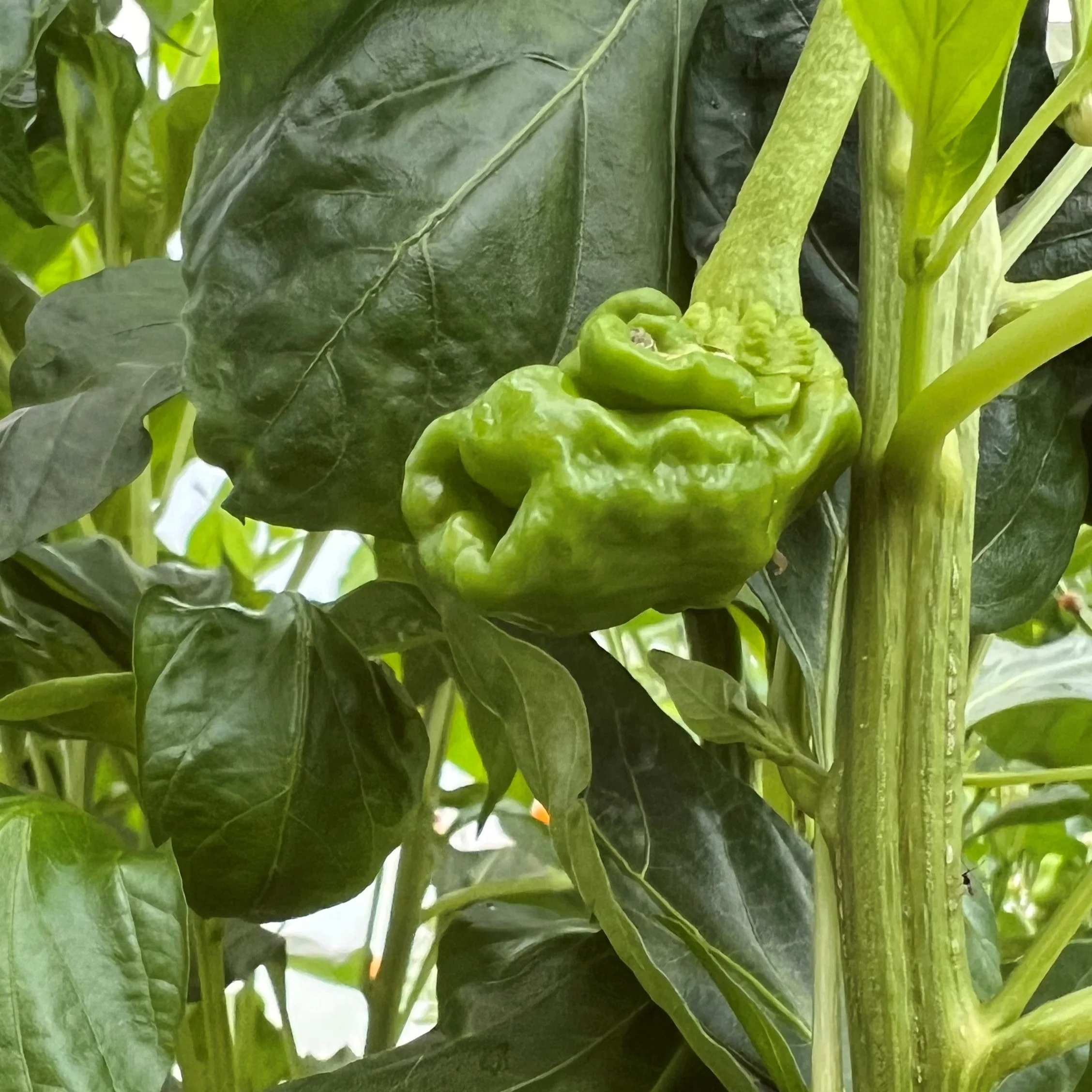 Peter Pepper 1 Litre Pot Plant - Image 2