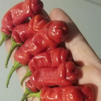 Peter Pepper 1 Litre Pot Plant - Image 3