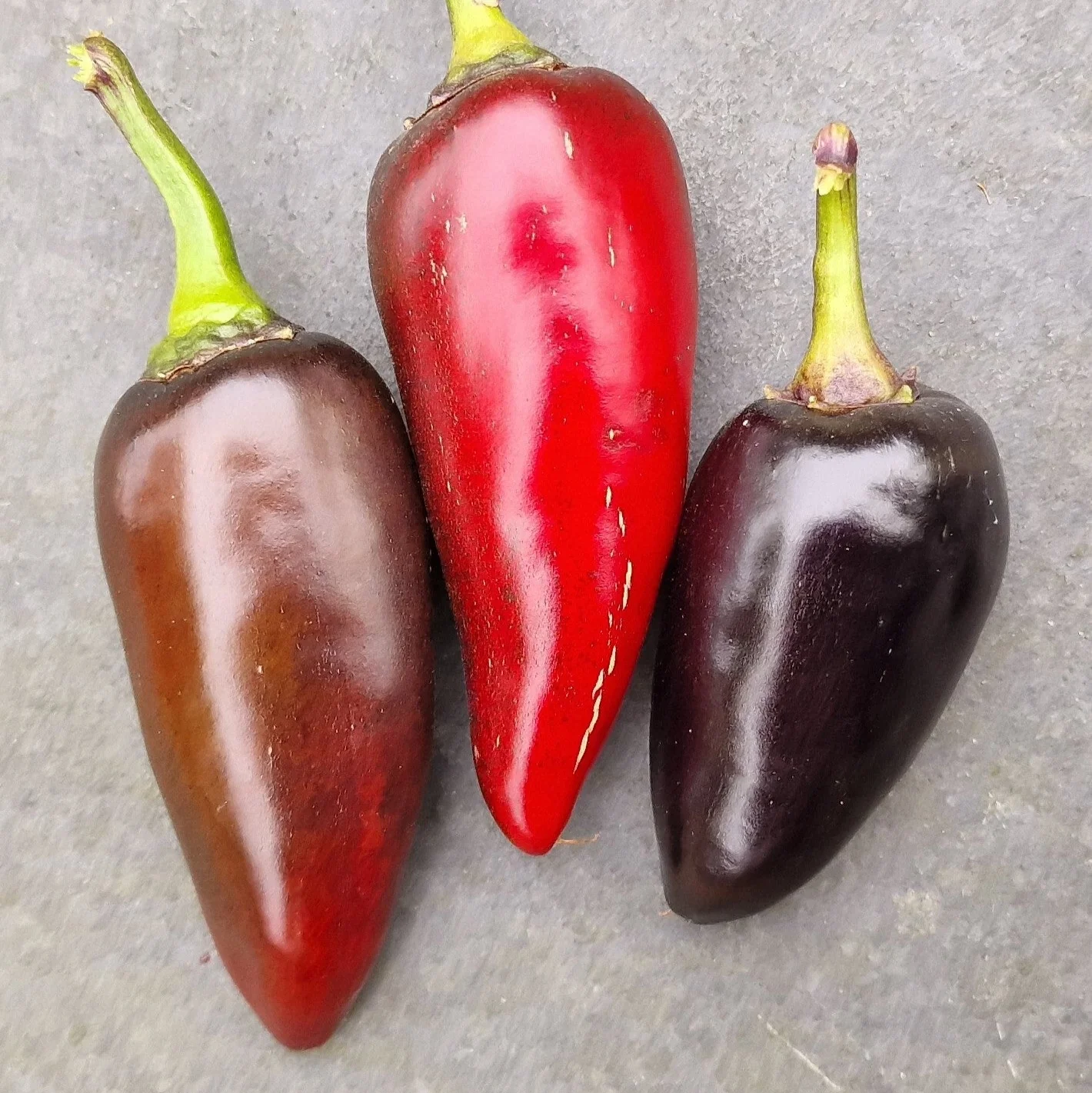 Purple Jalapeno 1 Litre Pot Plant - Image 2