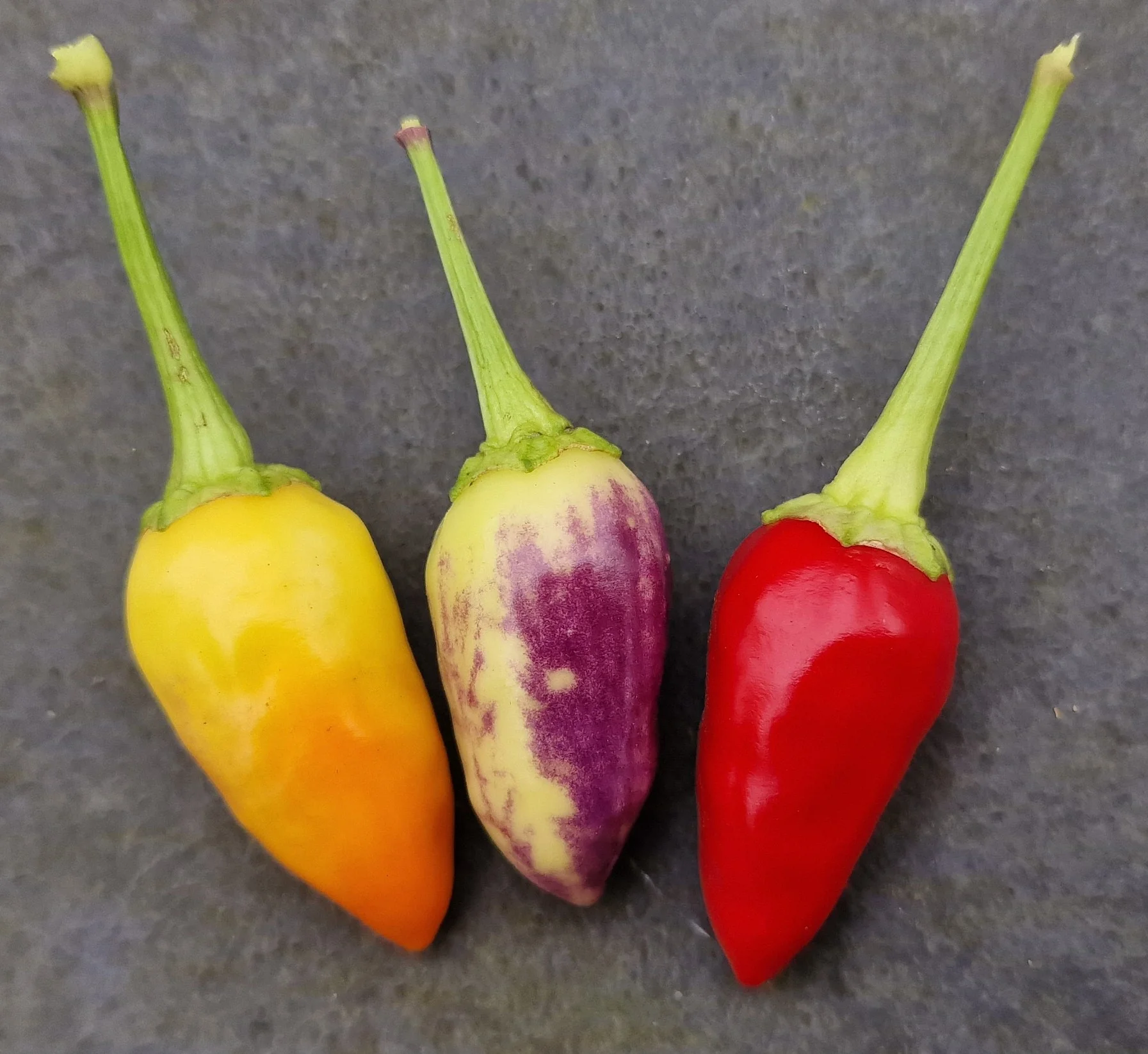 Set of 3 Razzamatazz Seedlings - Pre-Order Now! - Image 2
