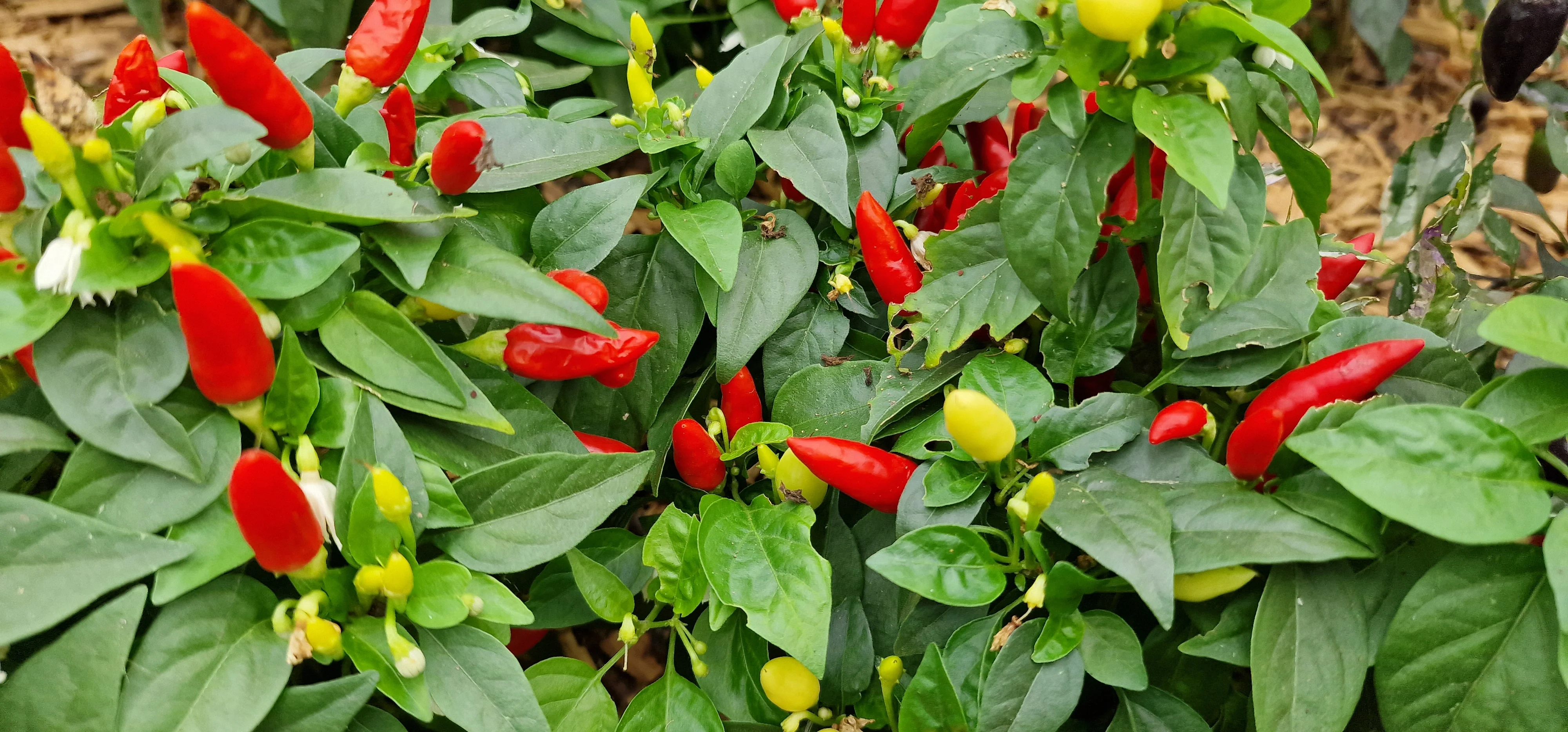 Red Missile 1 Litre Pot Plant - Pre-Order Now! - Image 3