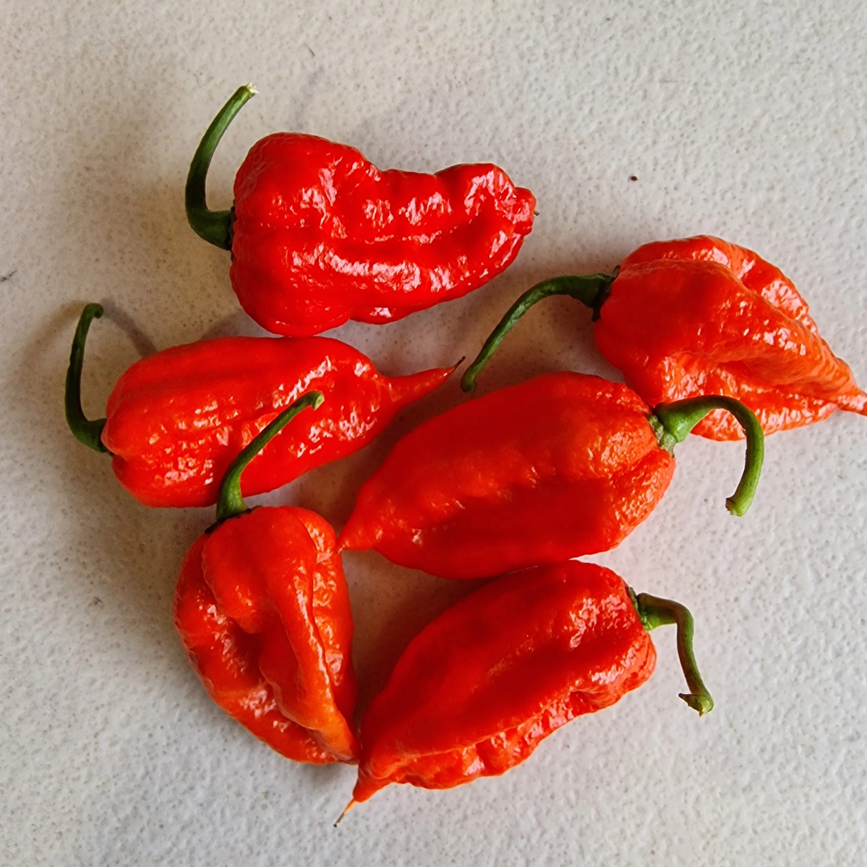 Dried Trinidad Scorpion Chillies (Home Grown) - Image 3