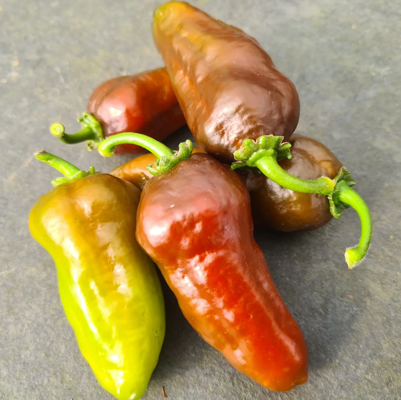 Coffee Chilli Seeds - Image 2