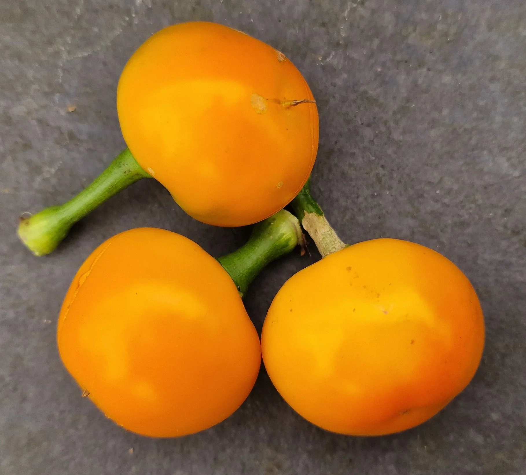 Tangerine Dream Chilli Seeds - Image 2