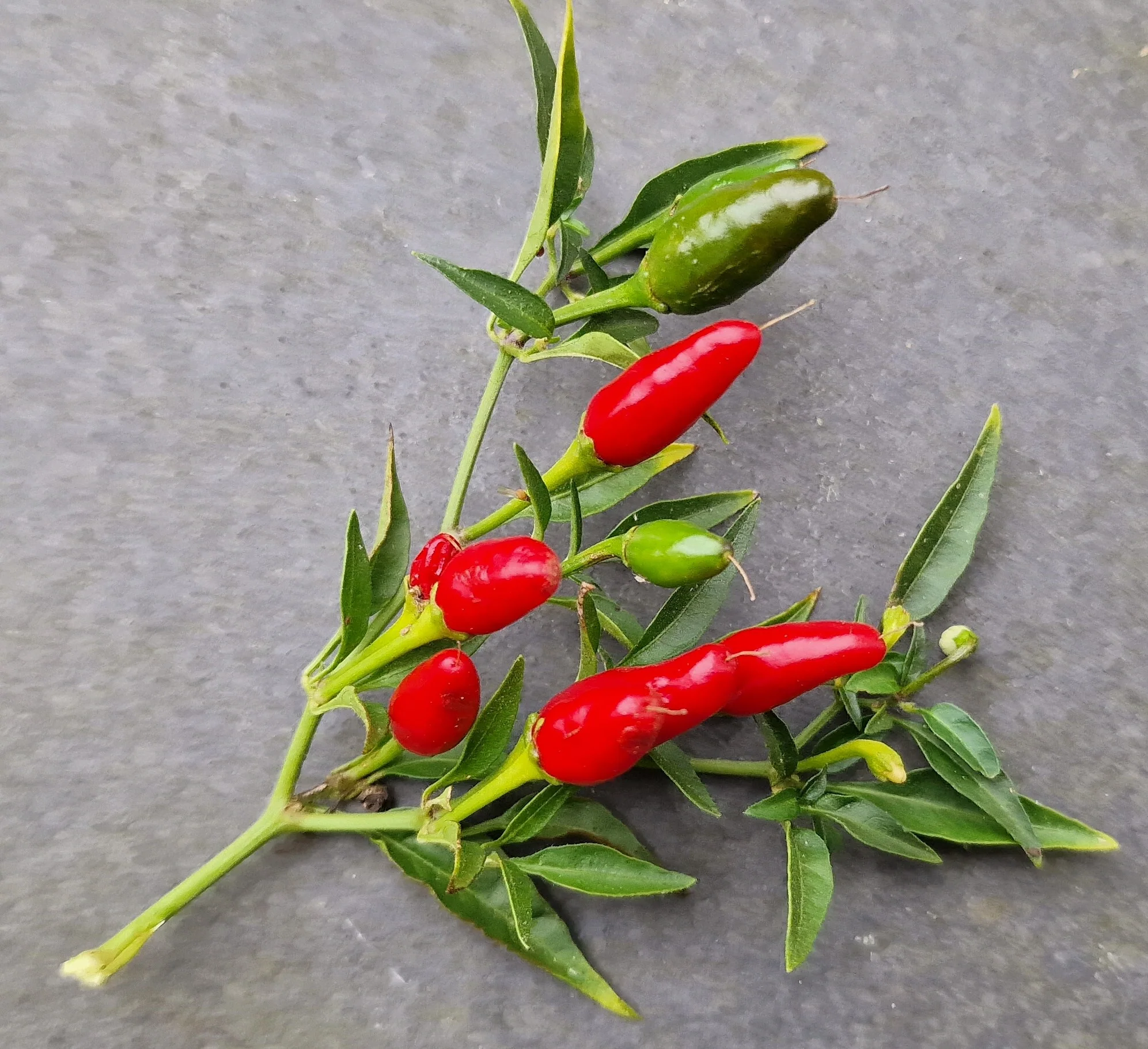 Thai Hot Chilli Seeds - Image 2