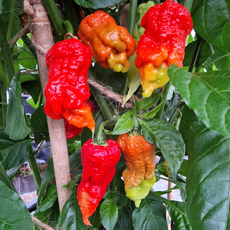 Tiberius Mauler Red Chilli Seeds - Image 2
