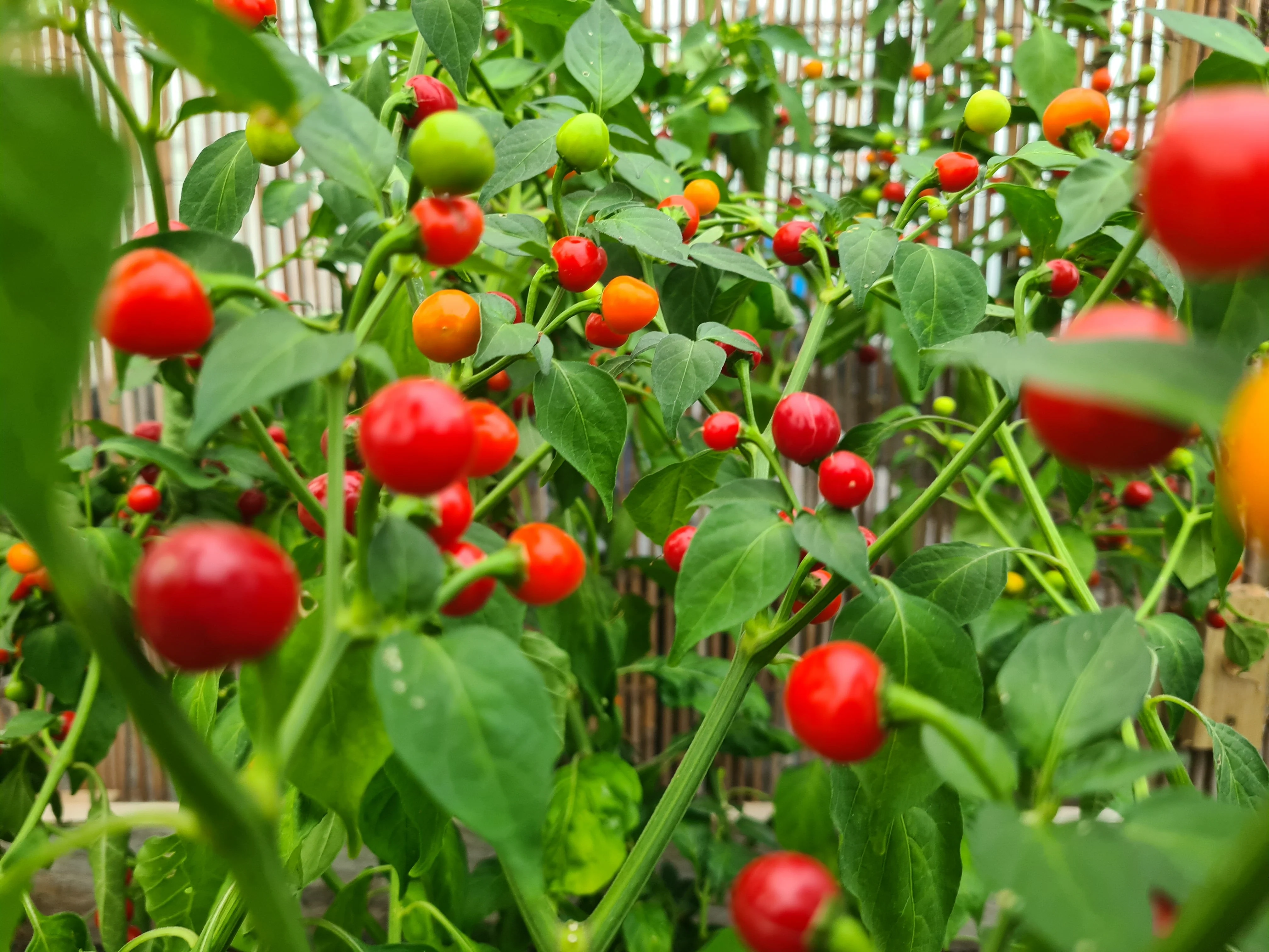 Trinidad Cherry Pepper 1 Litre Pot Plant - Image 2