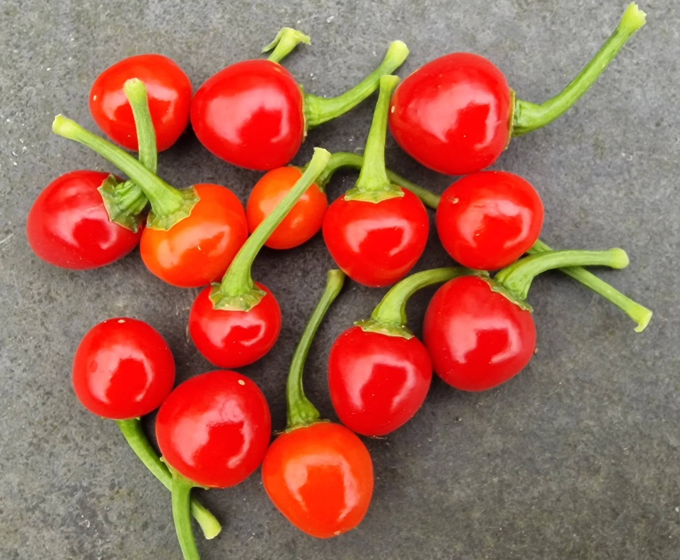 Trinidad Cherry Pepper Chilli Seeds - Image 2