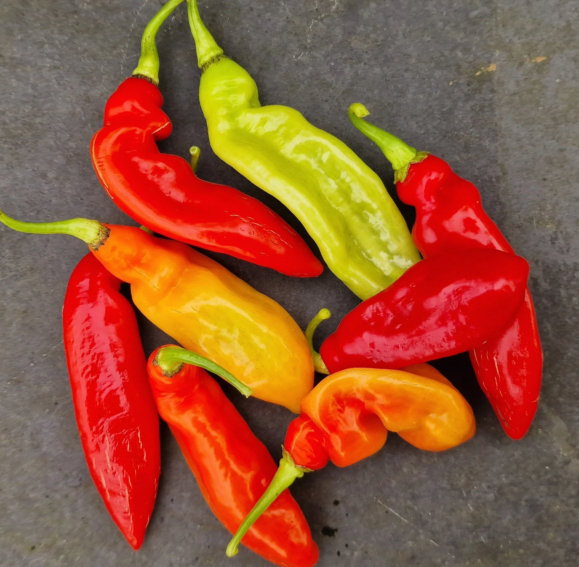 Trinidad Pimento Chilli Seeds - Image 2