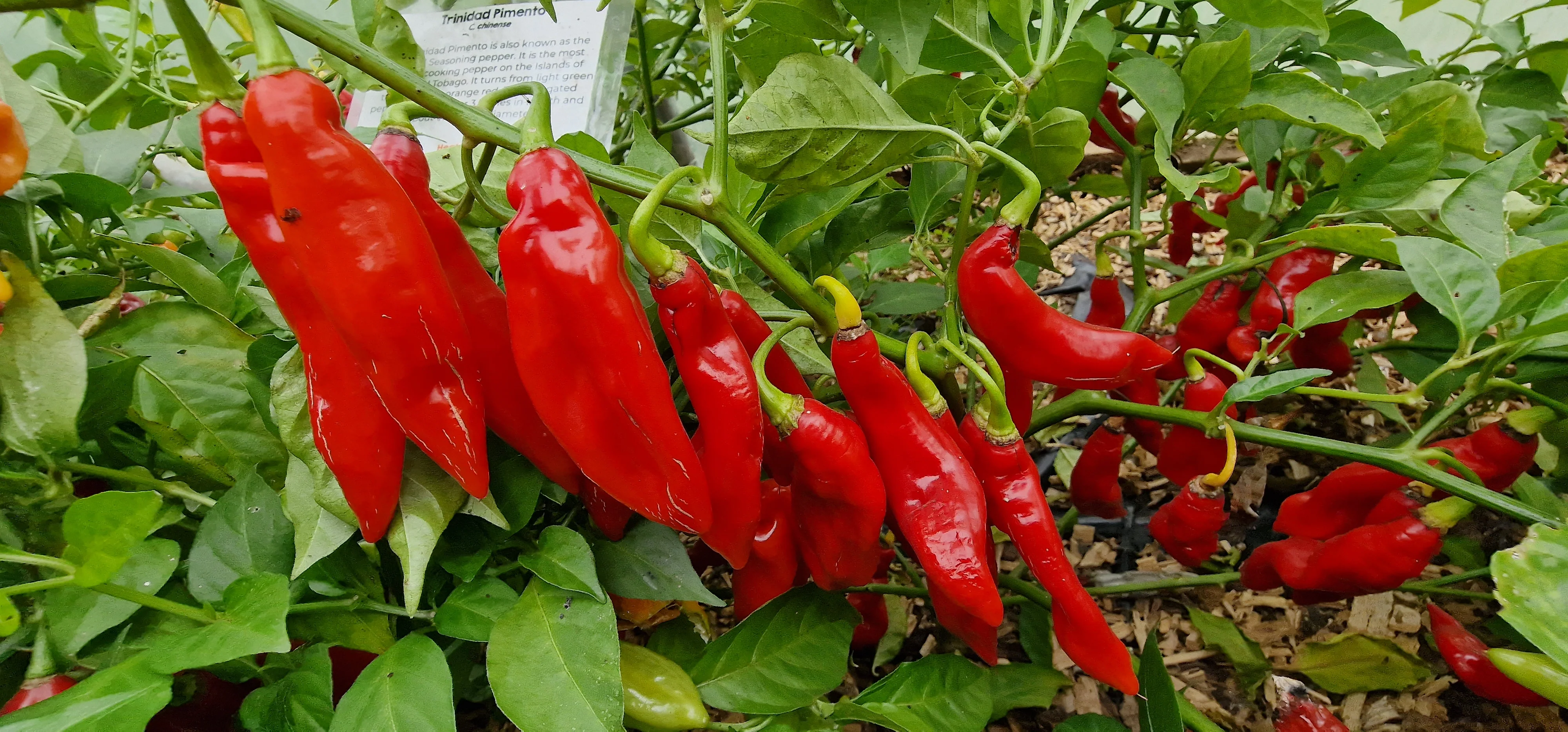 Trinidad Pimento Chilli Seeds - Image 3
