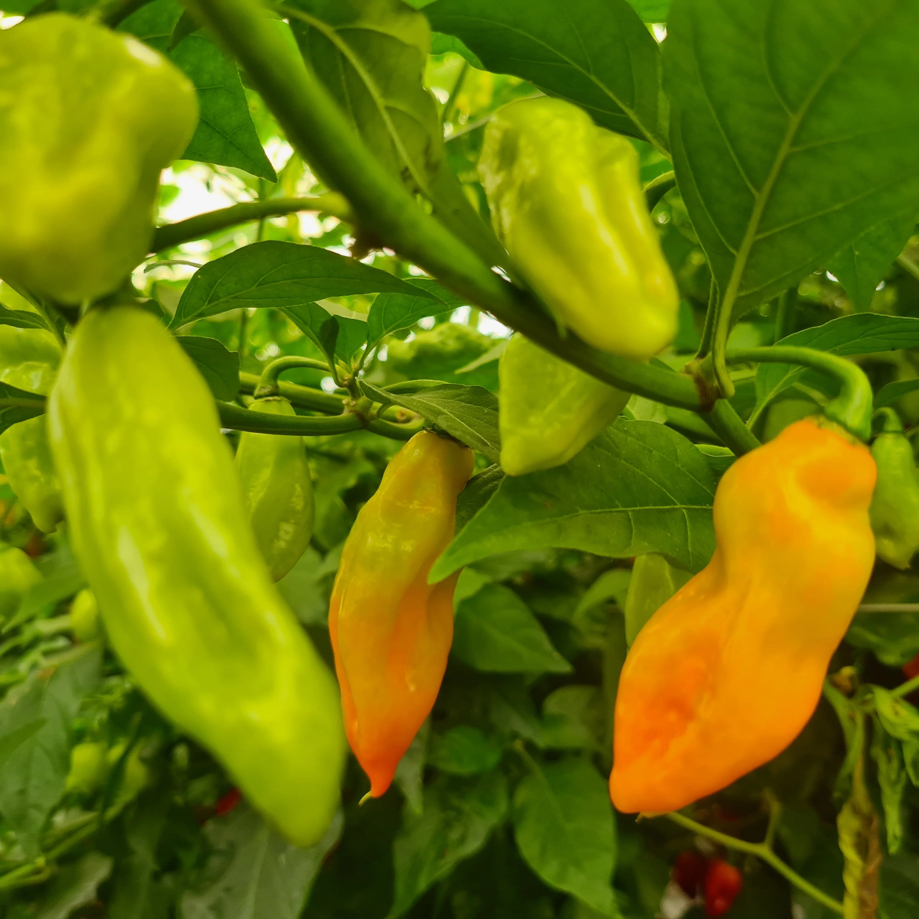 Trinidad Pimento 1 Litre Pot Plant - Pre-Order Now! - Image 2