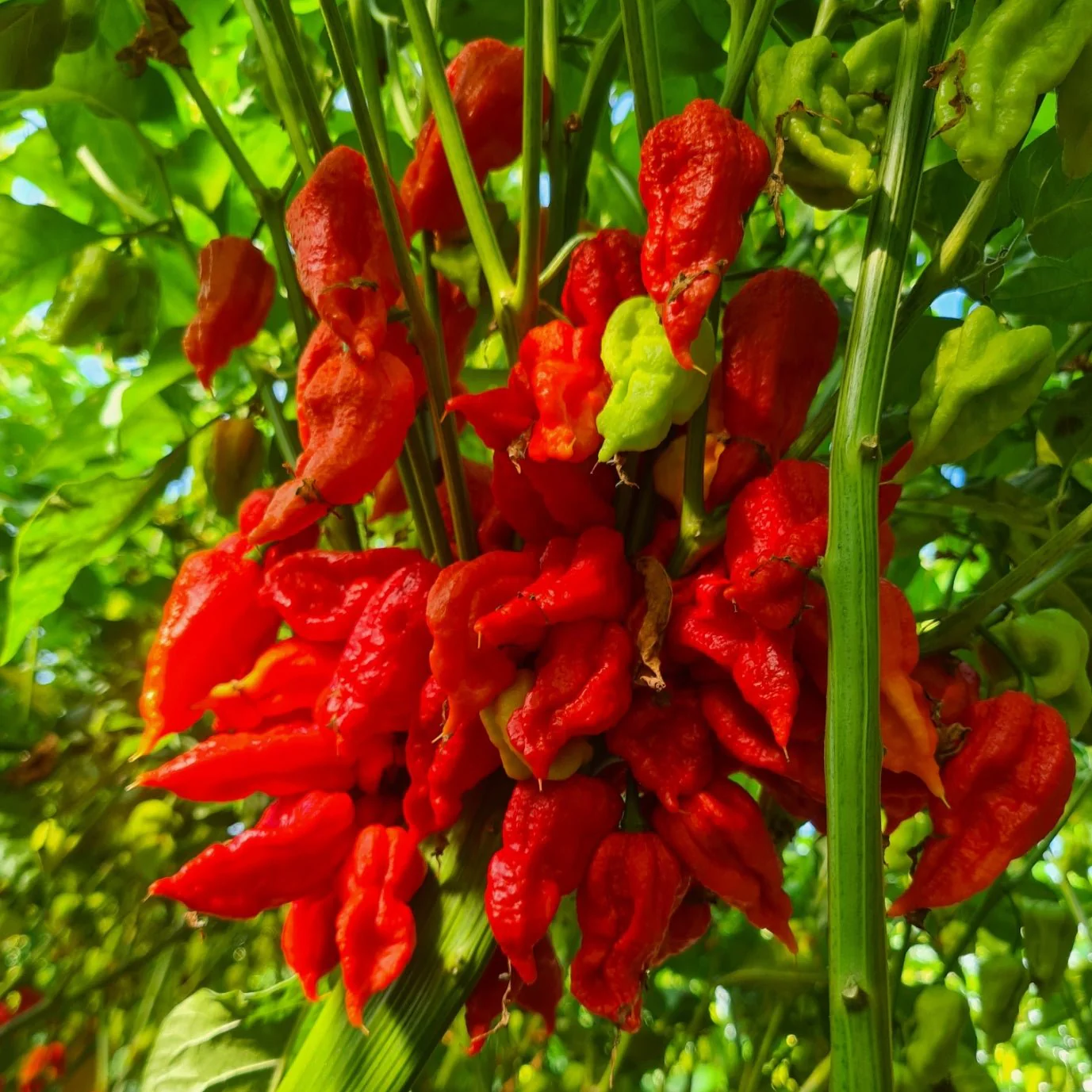 Super Sauce Gift Pack - Image 9