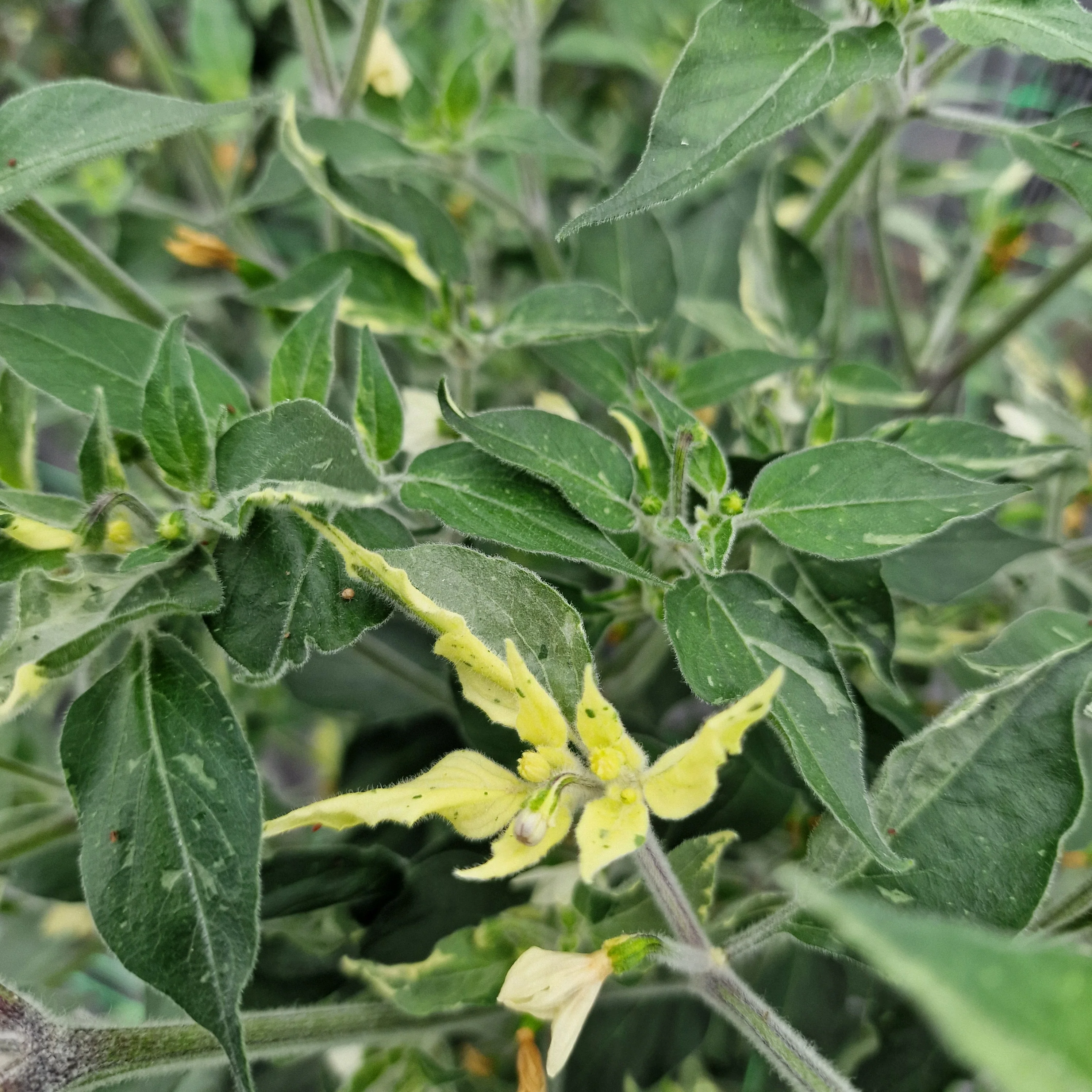 Variegated Cobra Chilli Seeds - Image 2