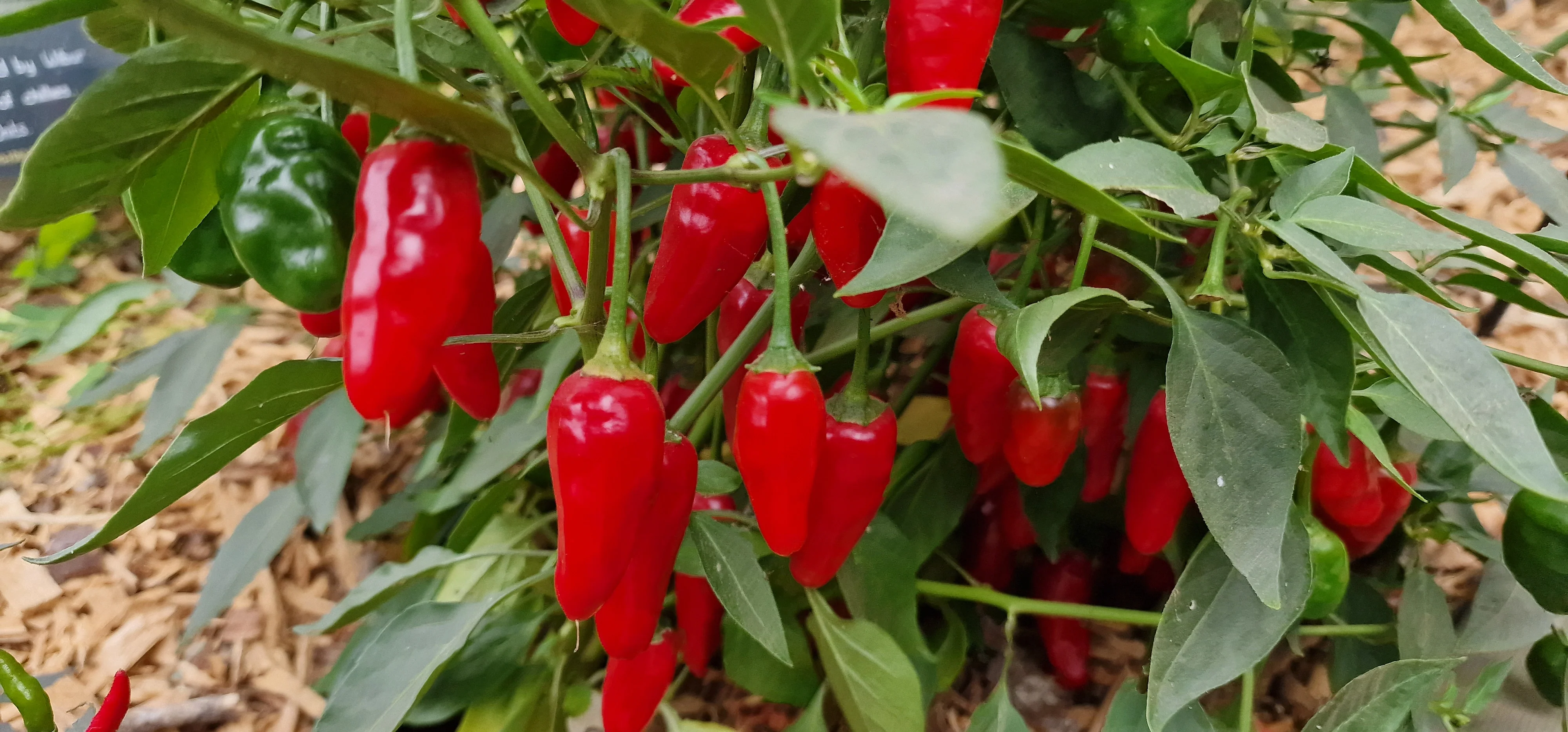Xmas Chilli Seeds - Image 2