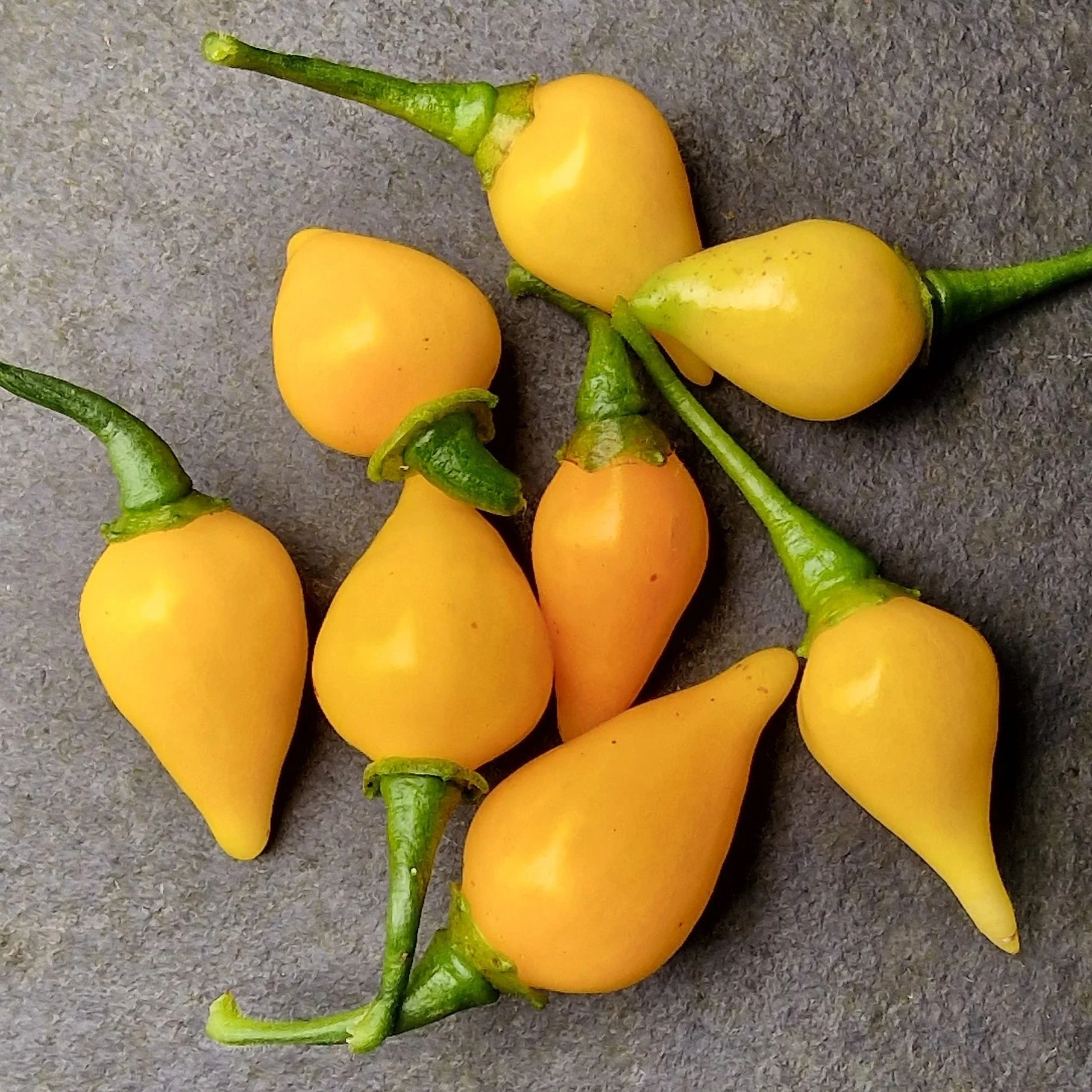 Yellow Biquinho 1 Litre Pot Plant - Image 2